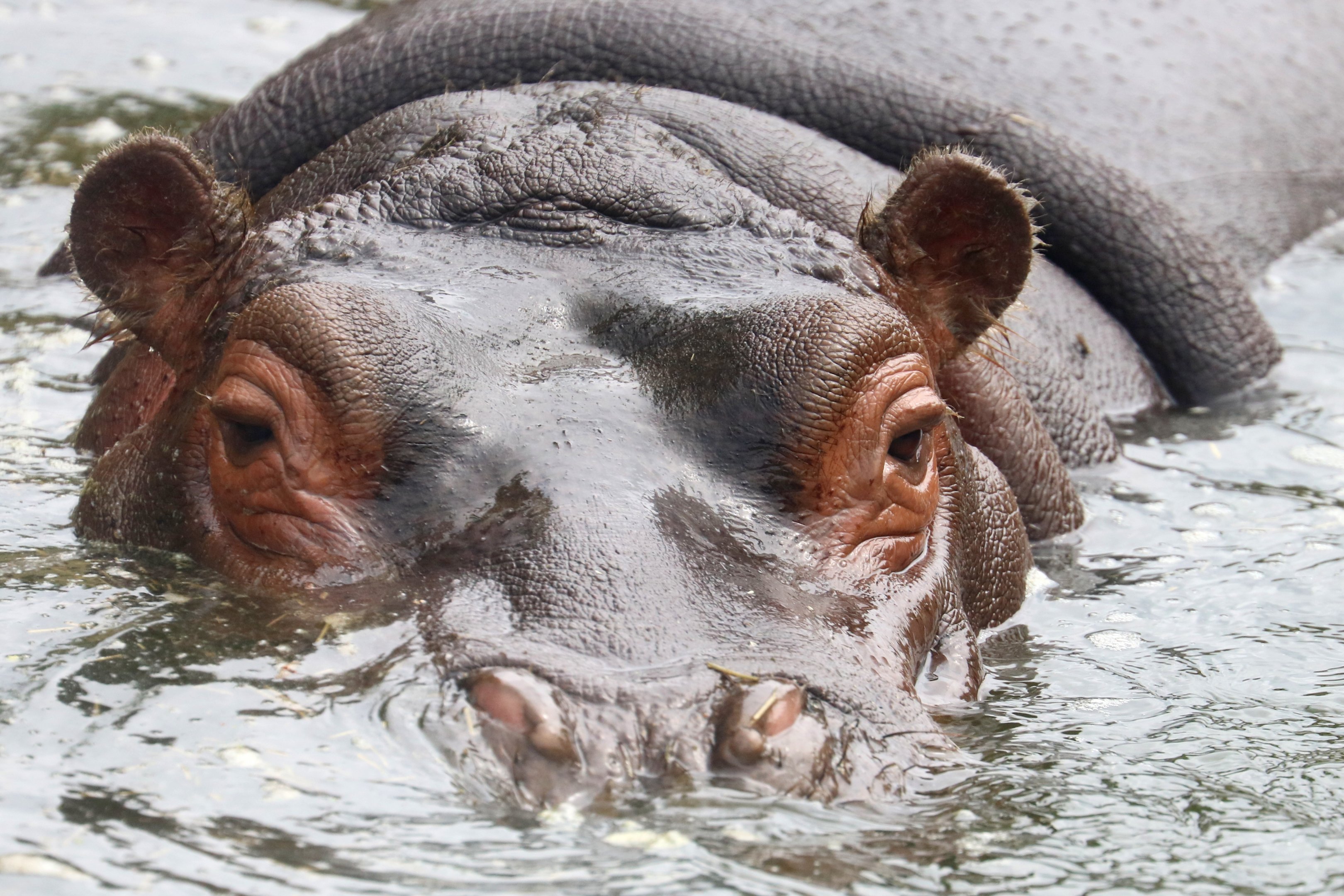 Hippopotamus; Whipsnade; 13th July 2019