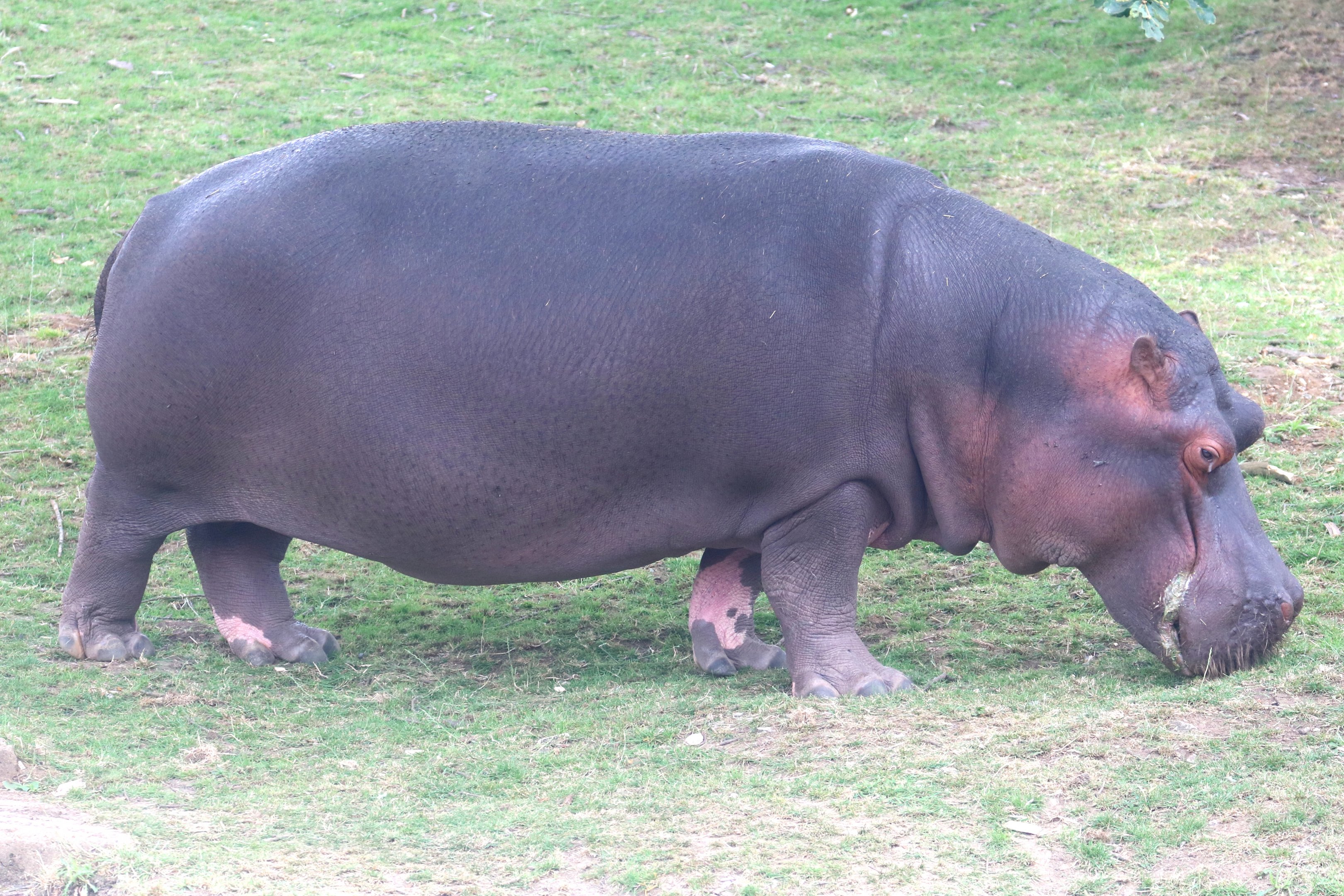 Hippopotamus; Whipsnade; 13th July 2019