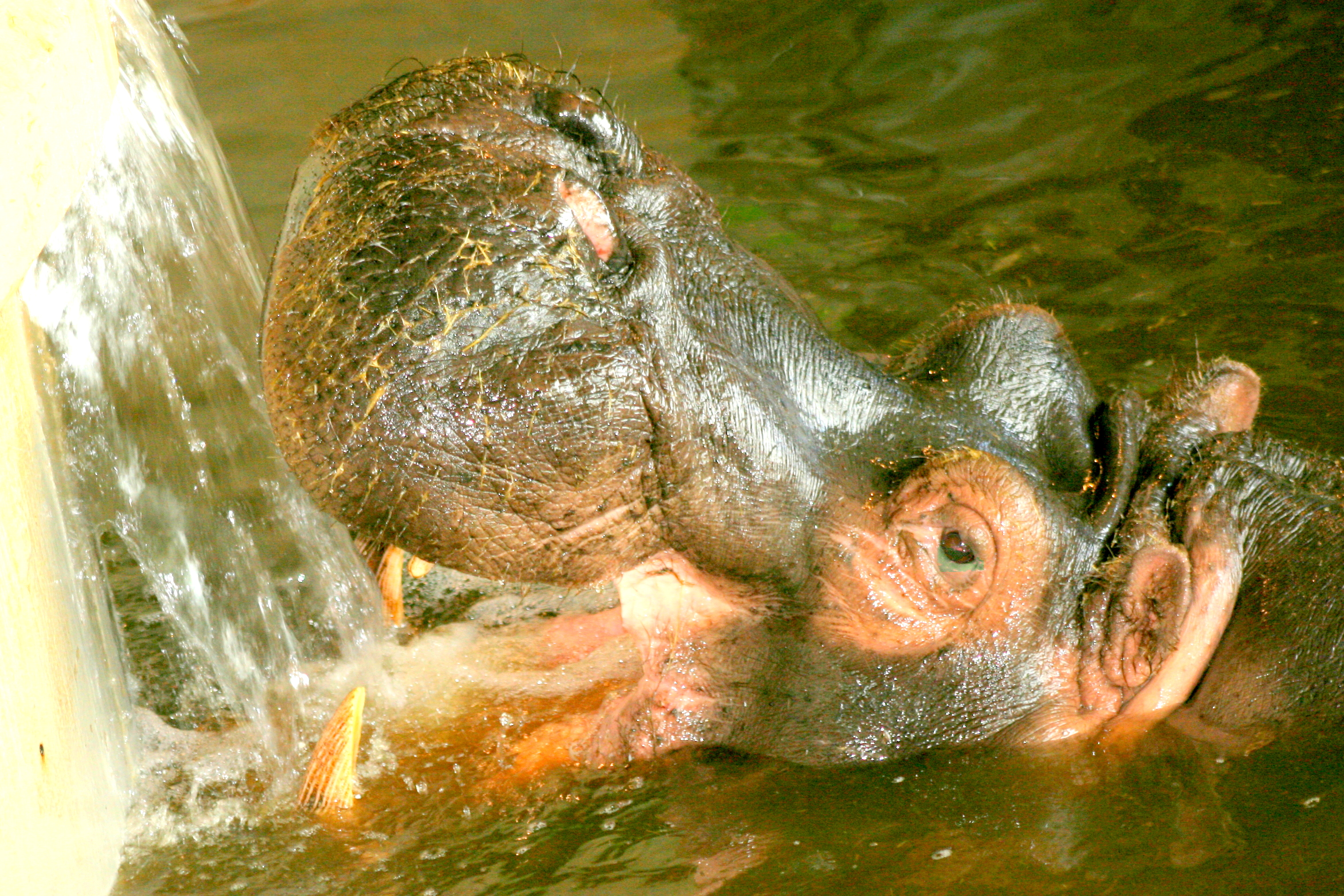 Hippopotamus; Whipsnade; 15th April 2017