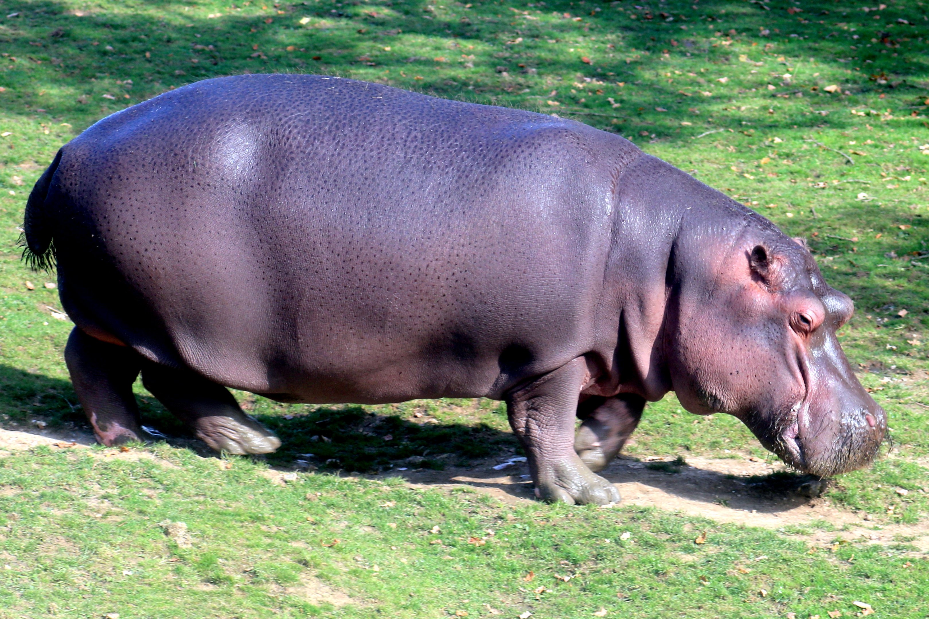 Hippopotamus; Whipsnade; 16th October 2021
