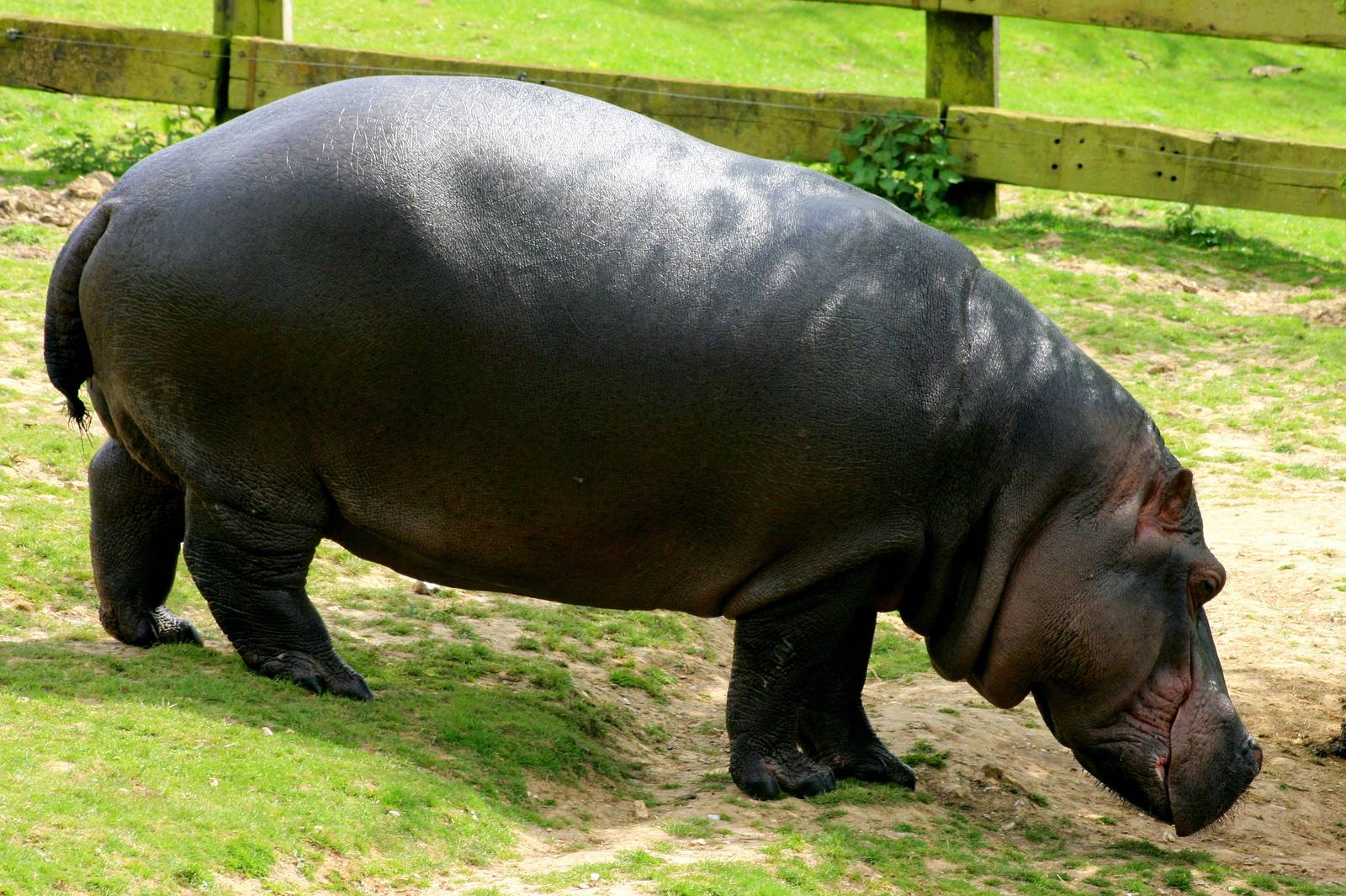Hippopotamus; Whipsnade; 19th April 2014