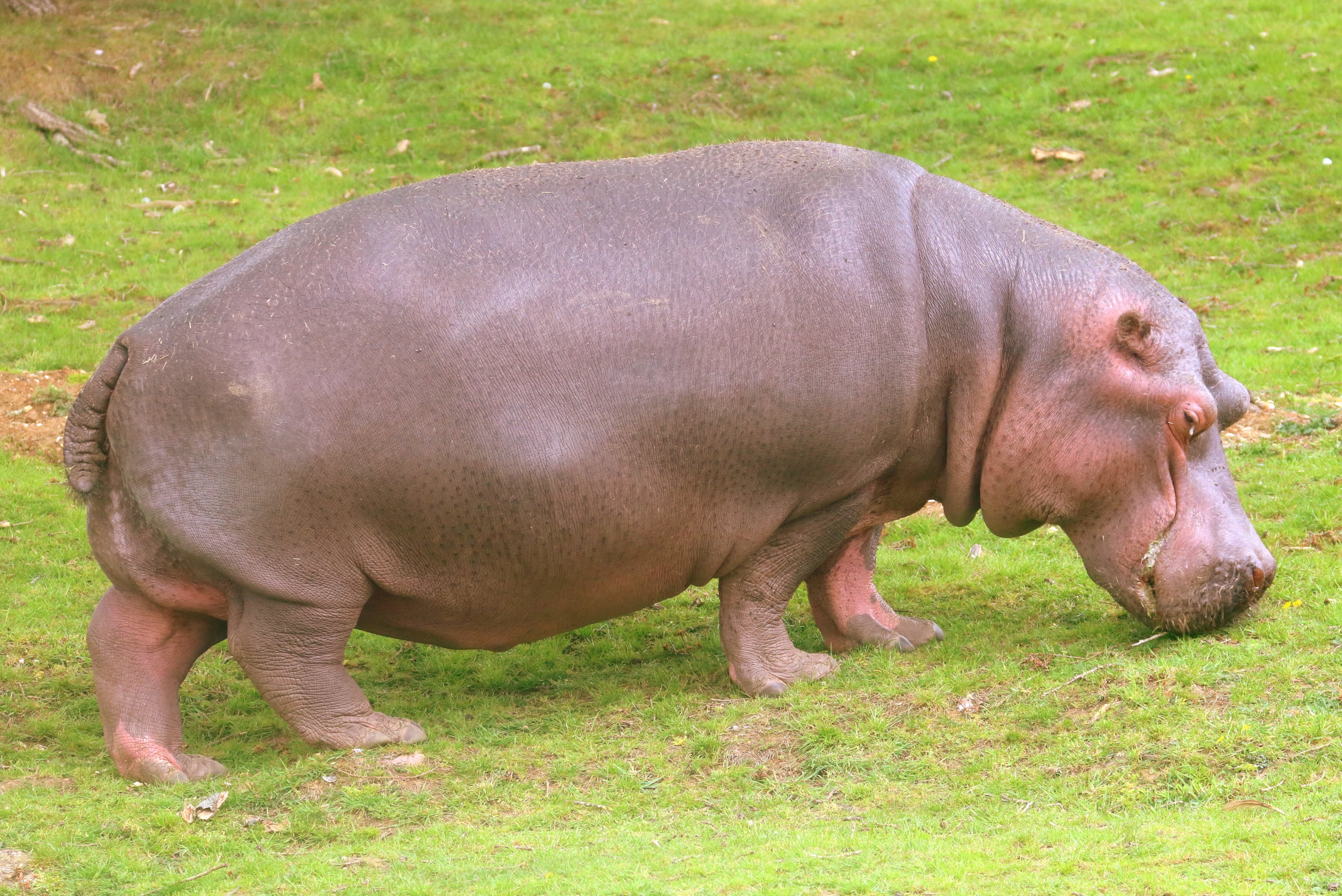 Hippopotamus; Whipsnade; 23rd April 2019