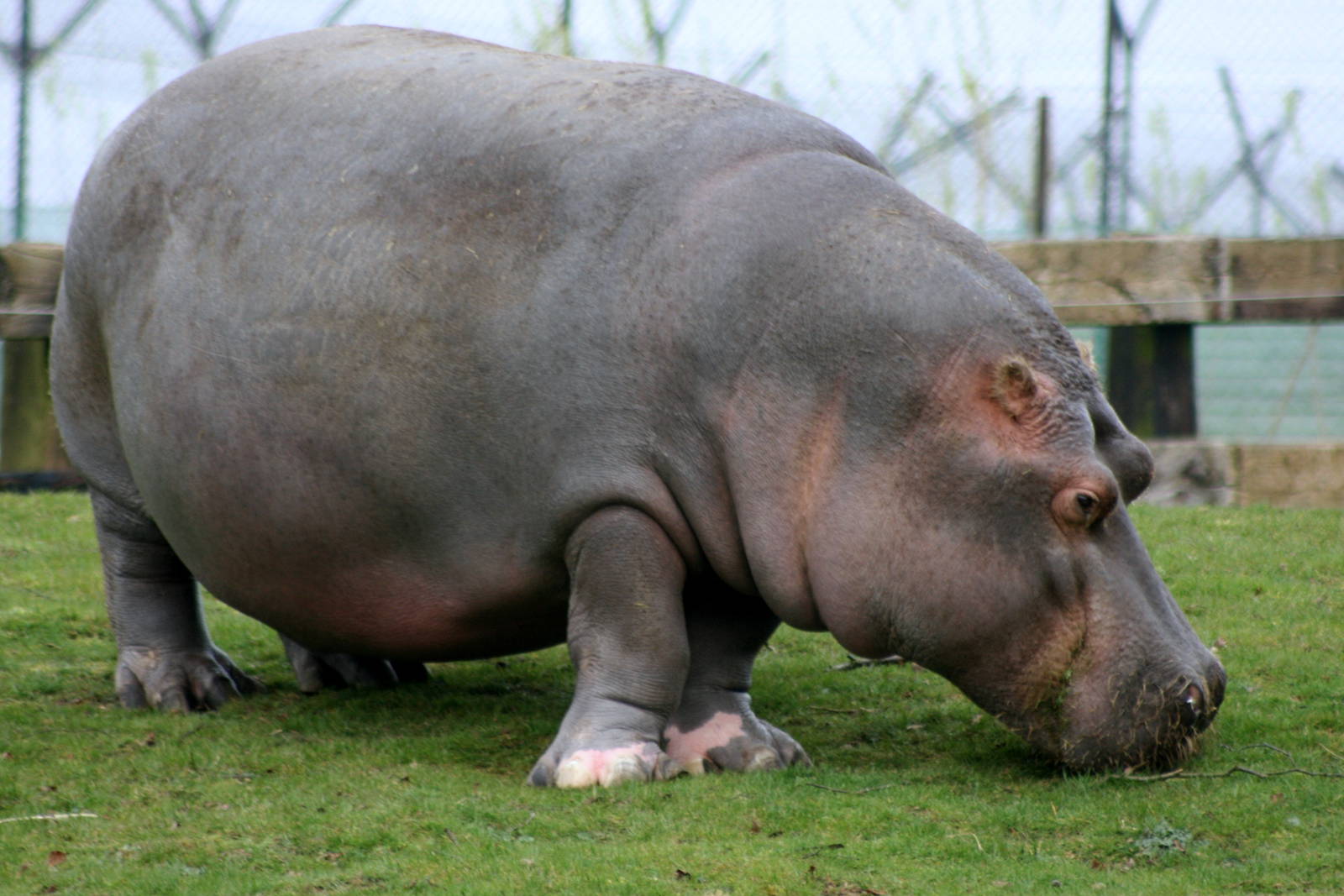 Hippopotamus; Whipsnade; 26th March 2011