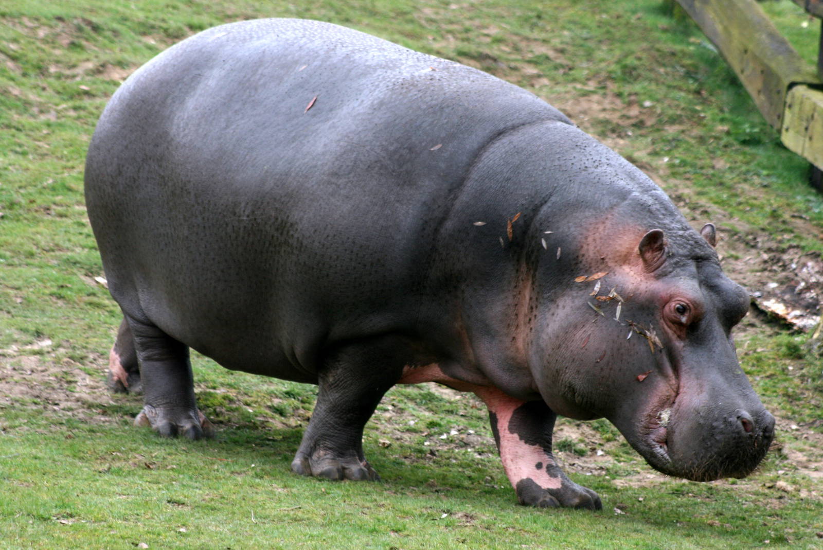 Hippopotamus; Whipsnade; 26th March 2011