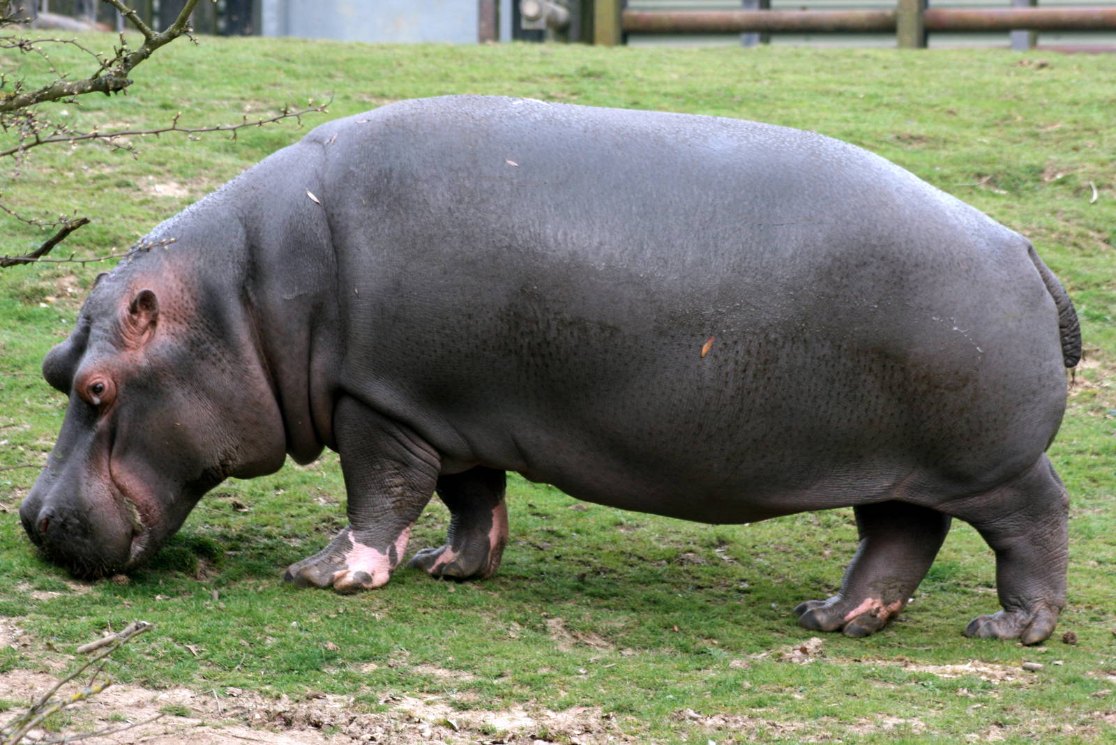 Hippopotamus; Whipsnade; 26th March 2011