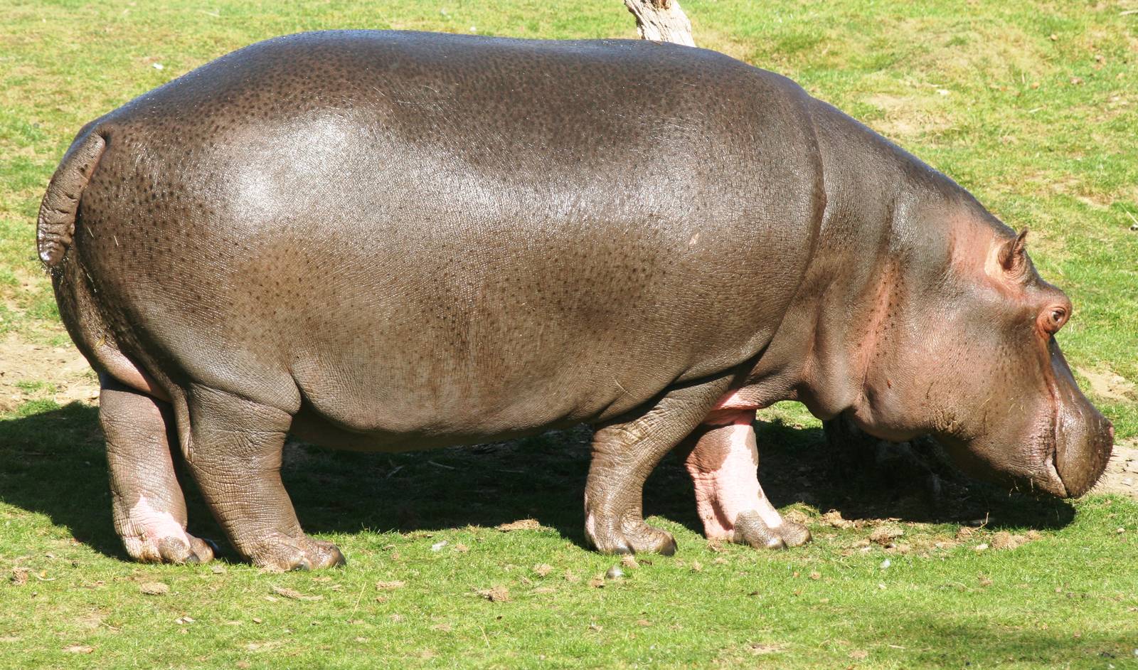 Hippopotamus; Whipsnade; 26th September 2009