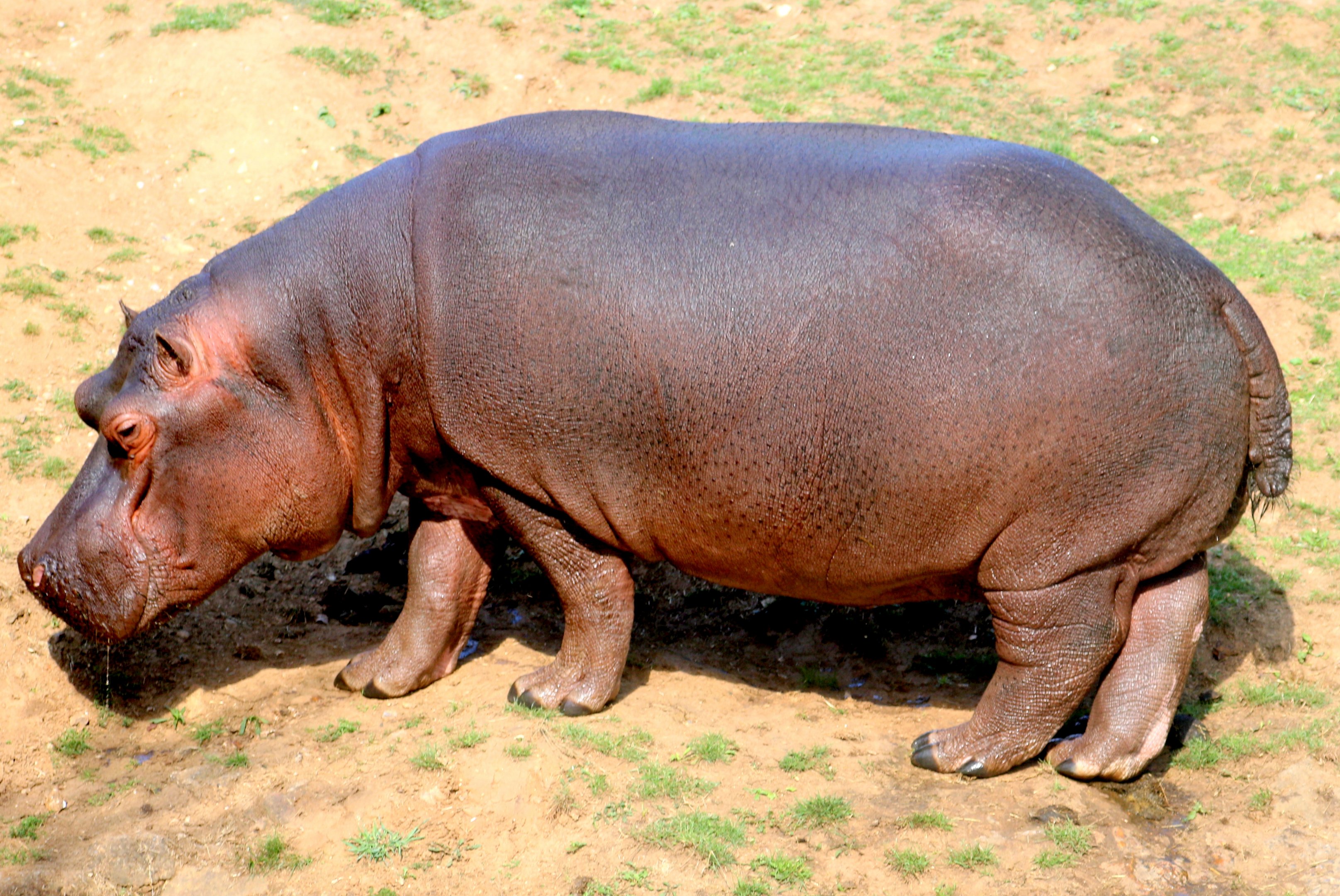 Hippopotamus; Whipsnade; 2nd September 2022