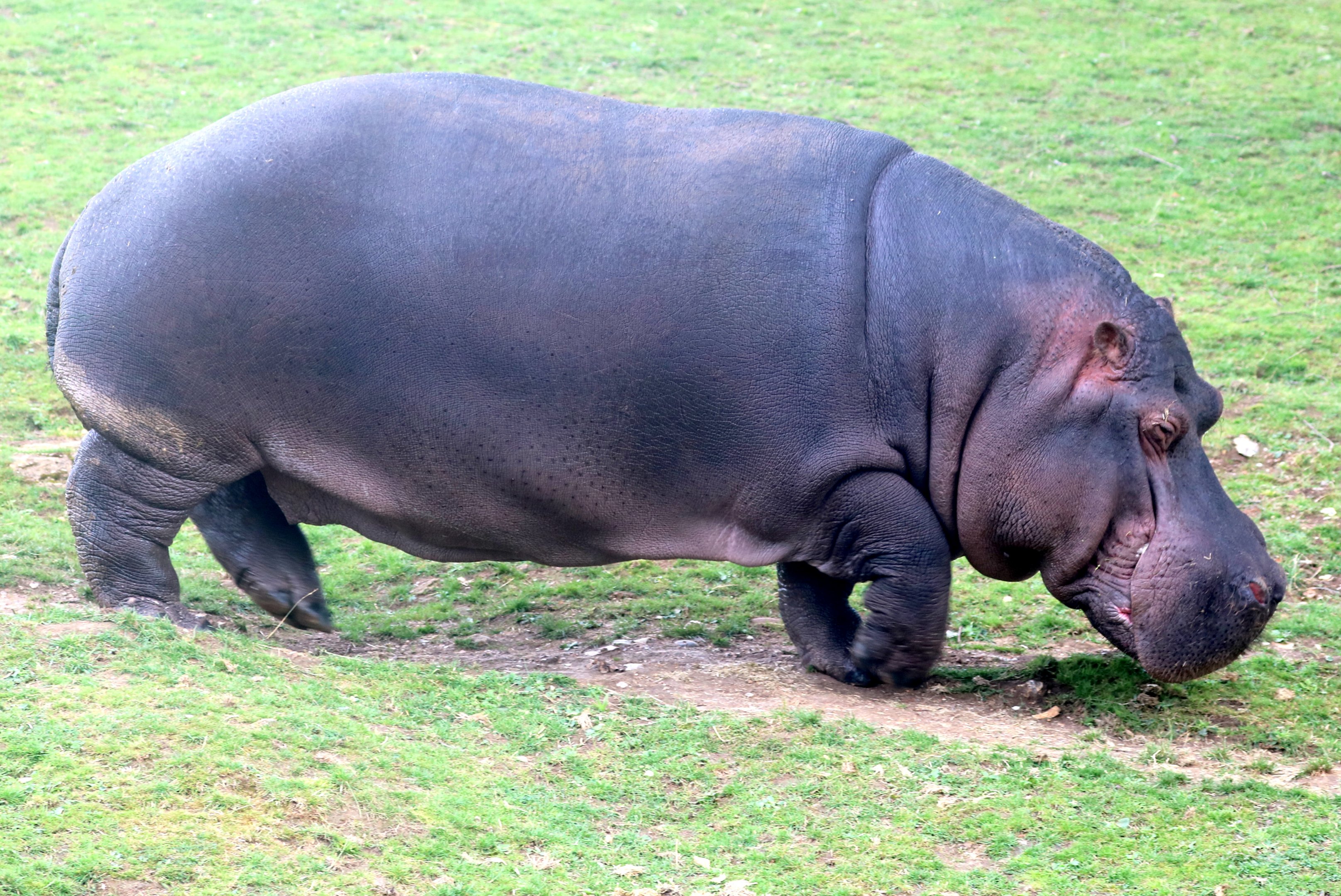 Hippopotamus; Whipsnade; 31st July 2021