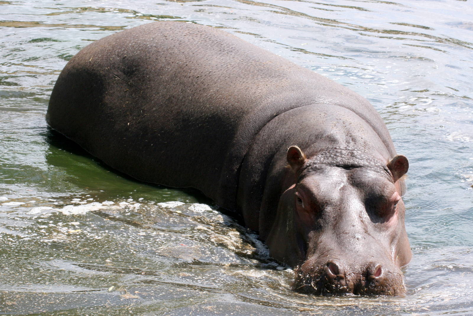 Hippopotamus; Whipsnade; 3rd July 2010