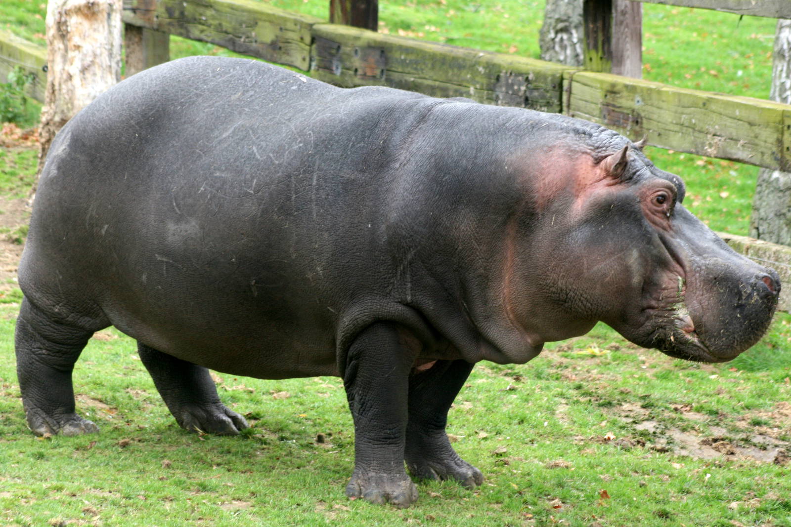 Hippopotamus; Whipsnade; 8th October 2011