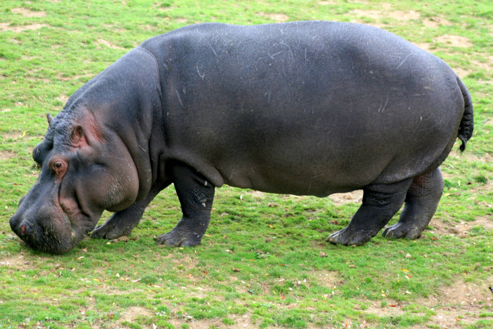 Hippopotamus; Whipsnade; 8th October 2011