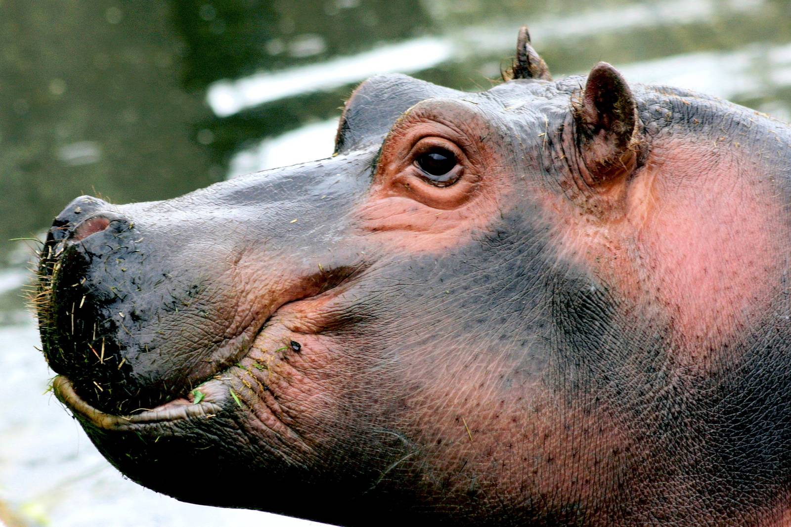 Hippopotamus; Whipsnade; 9th April 2016