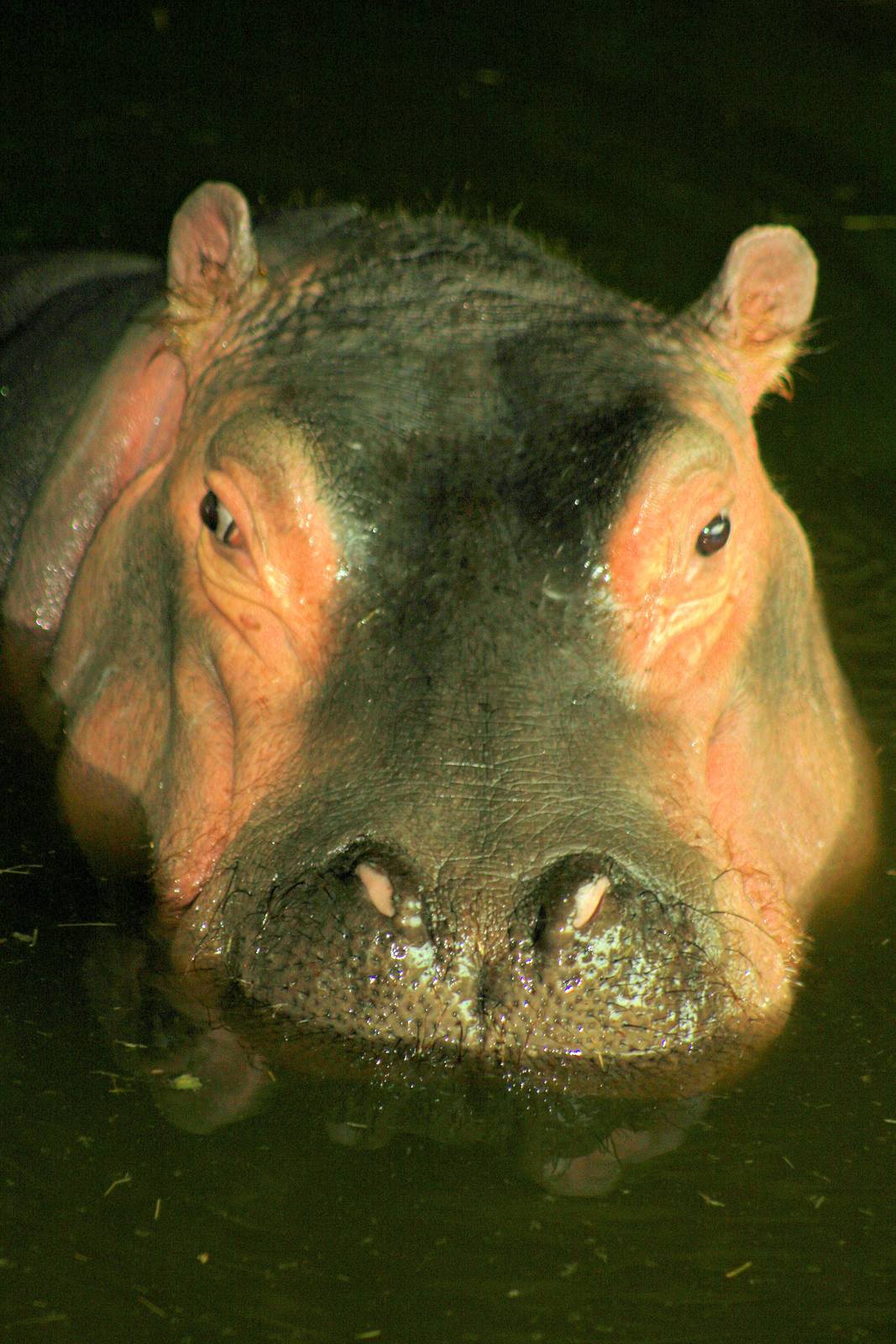Hippopotamus; Whipsnade; 9th March 2013