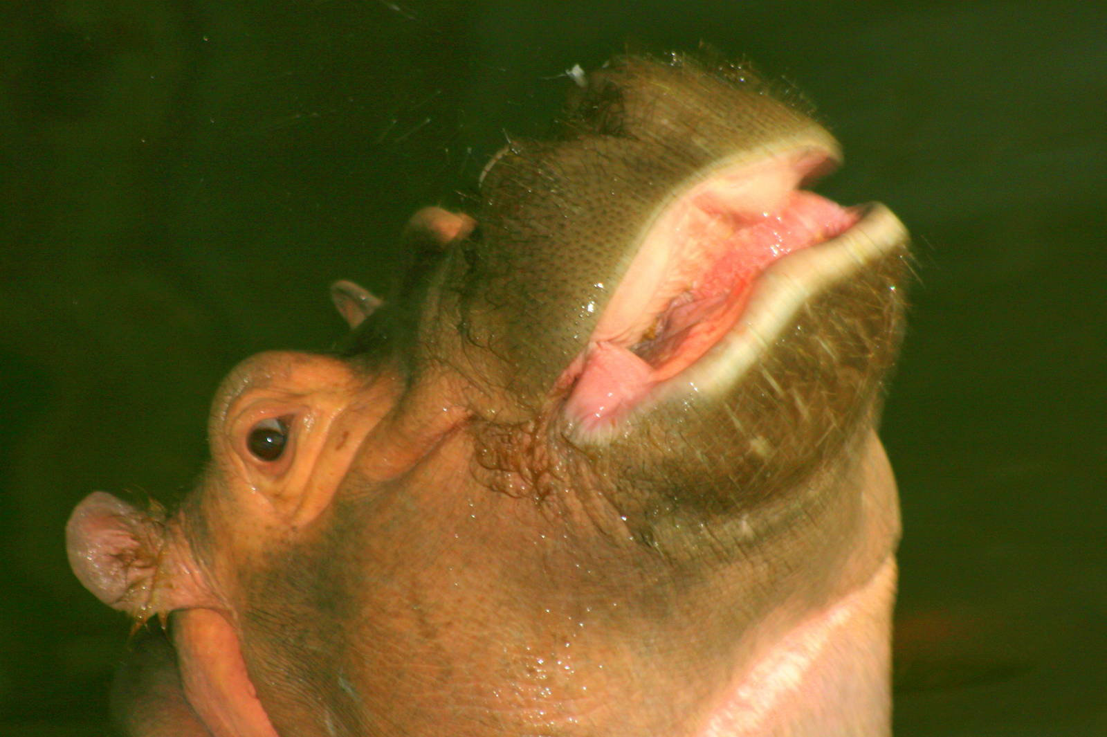 Hippopotamus; Whipsnade; 9th March 2013