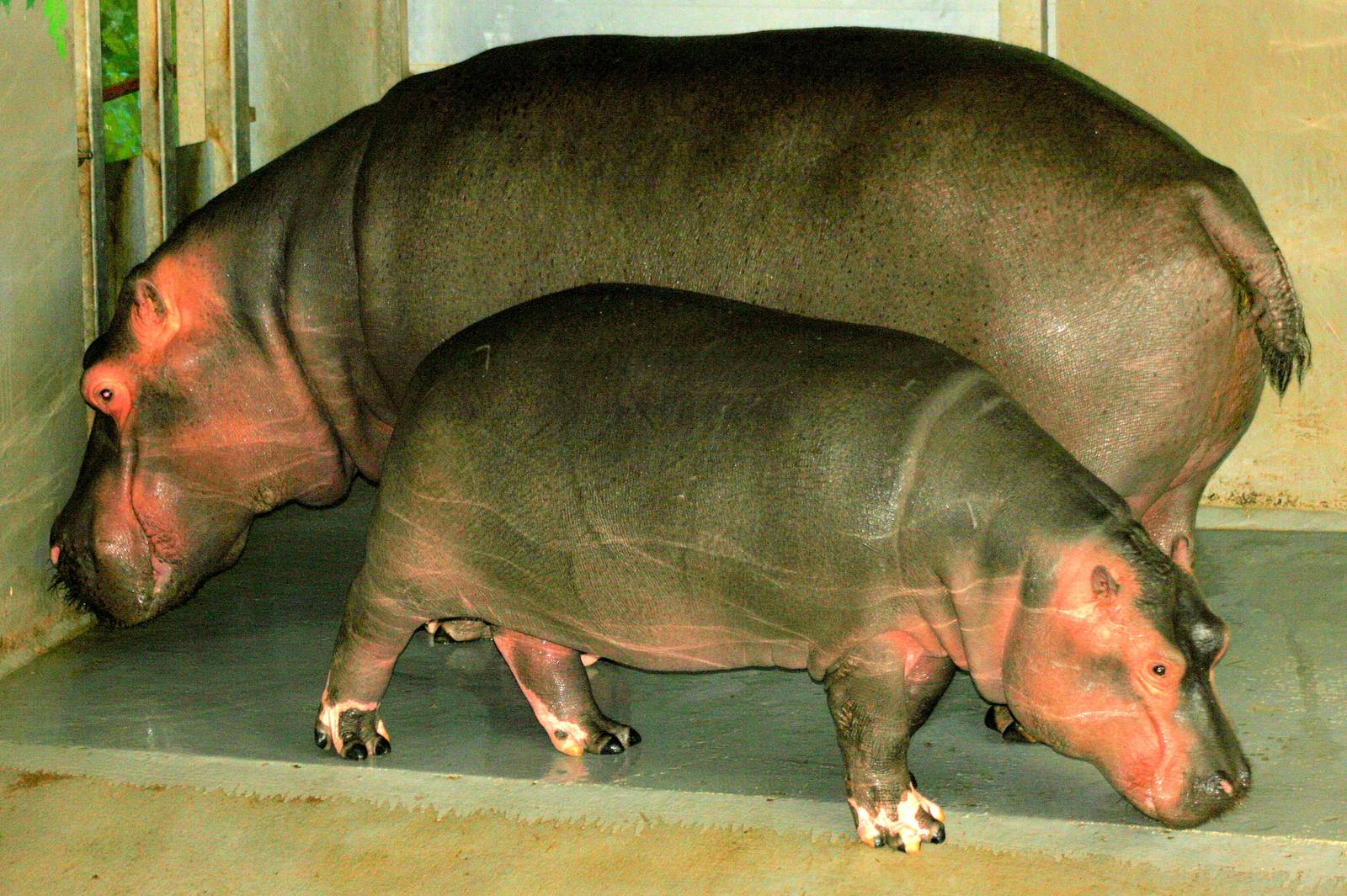 Hippopotamus; Whipsnade; 9th March 2013