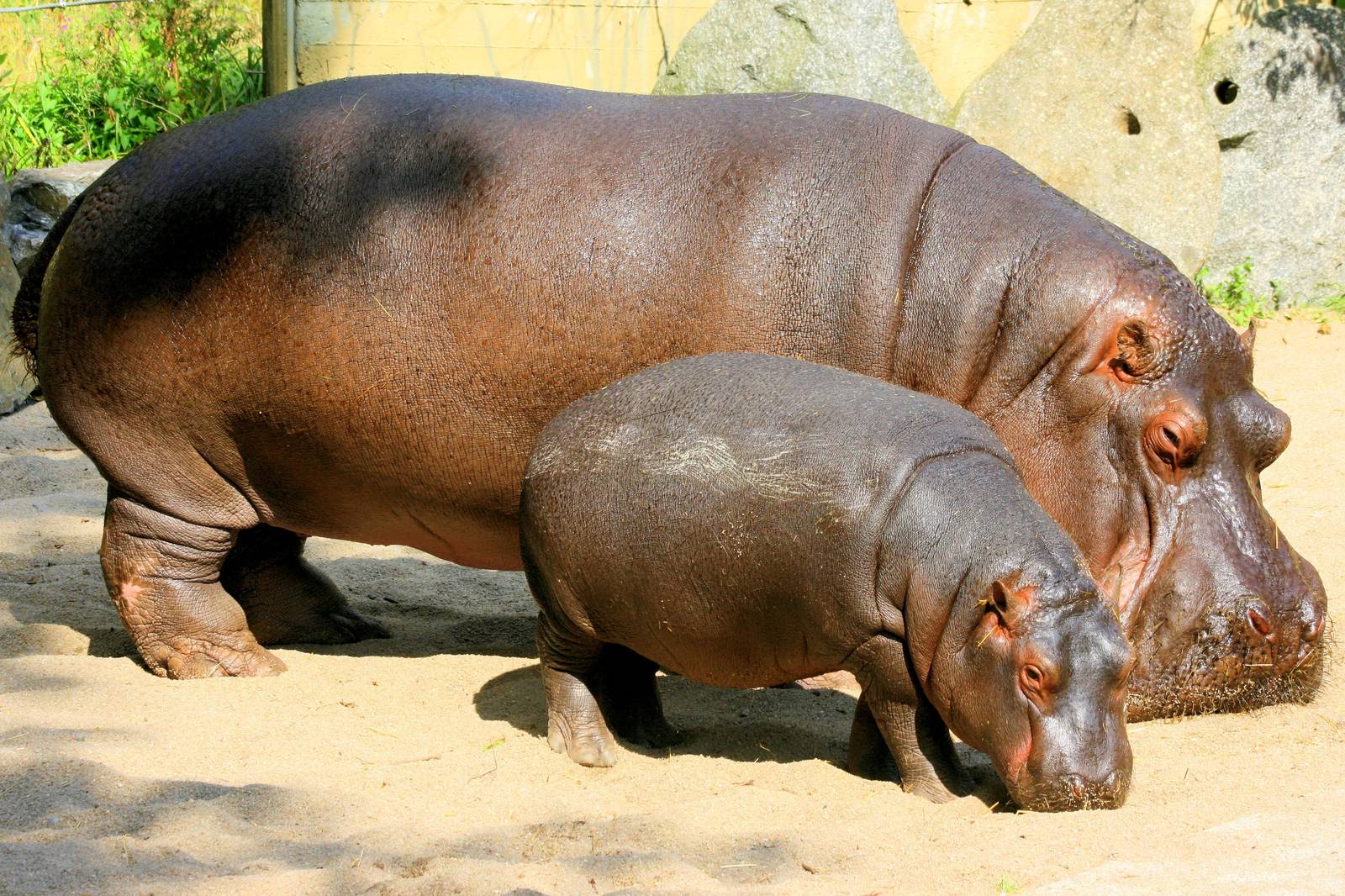Hippopotamus with calf in old enclosure; Prague; 29th August 2012