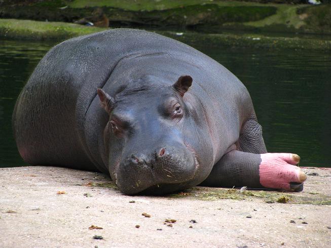 Hippopotamus