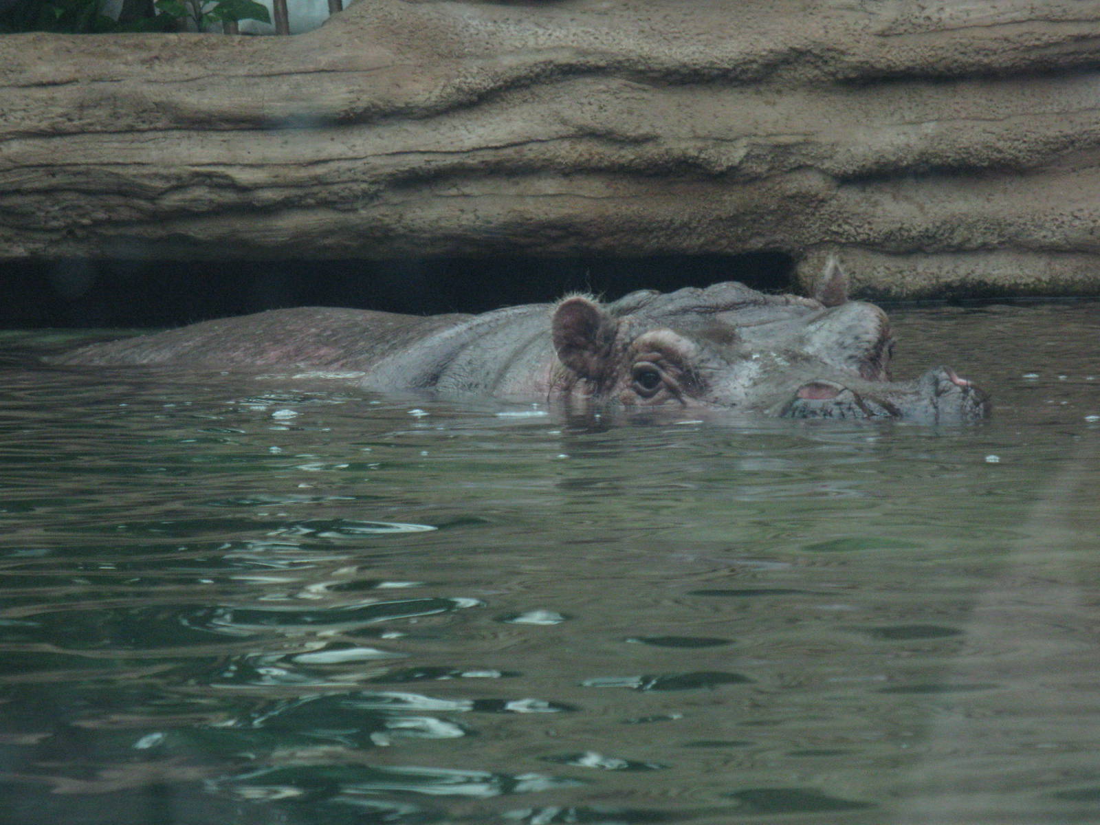 Hippopotamus