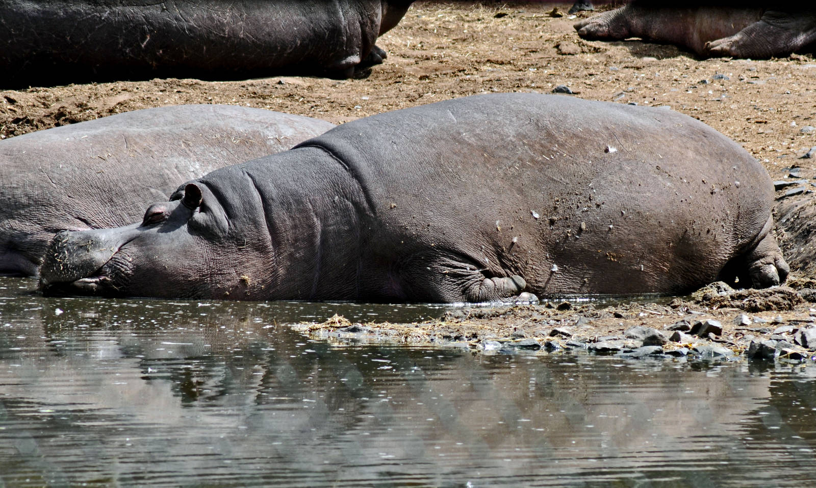 Hippopotamus