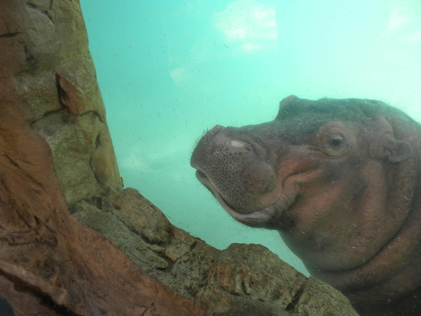 Hippopotamus