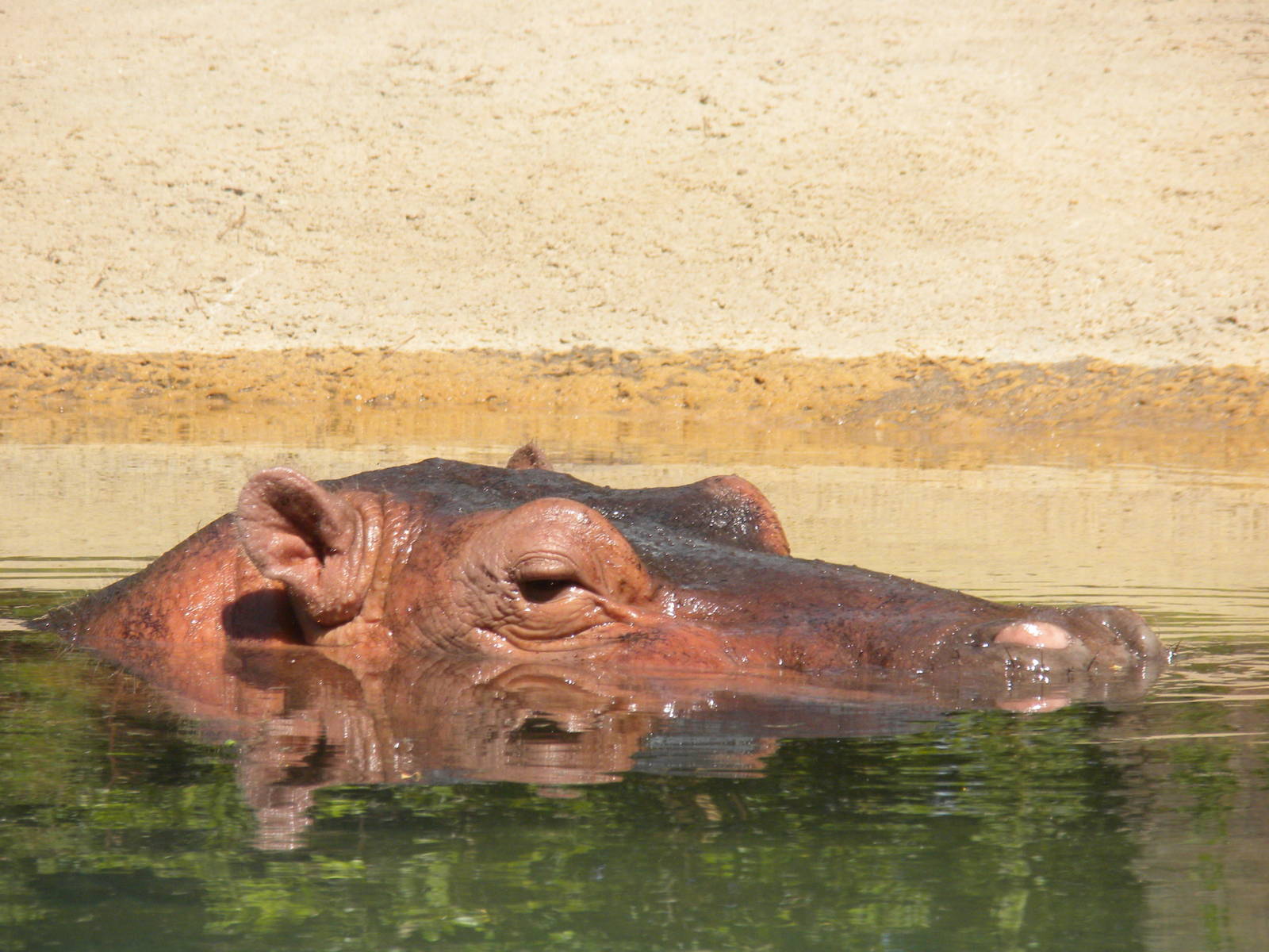 Hippopotamus