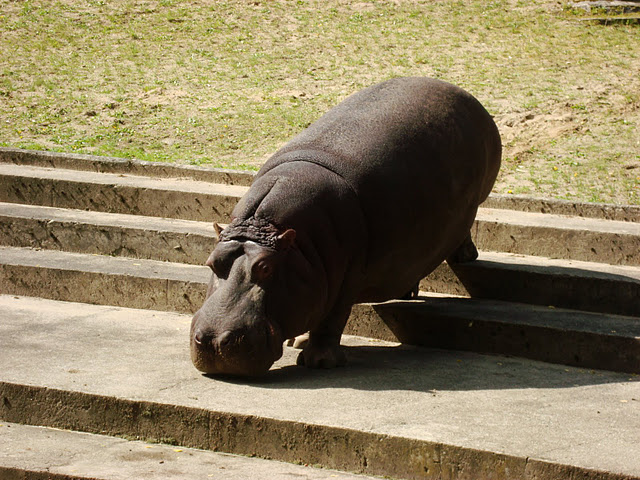 Hippopotamus