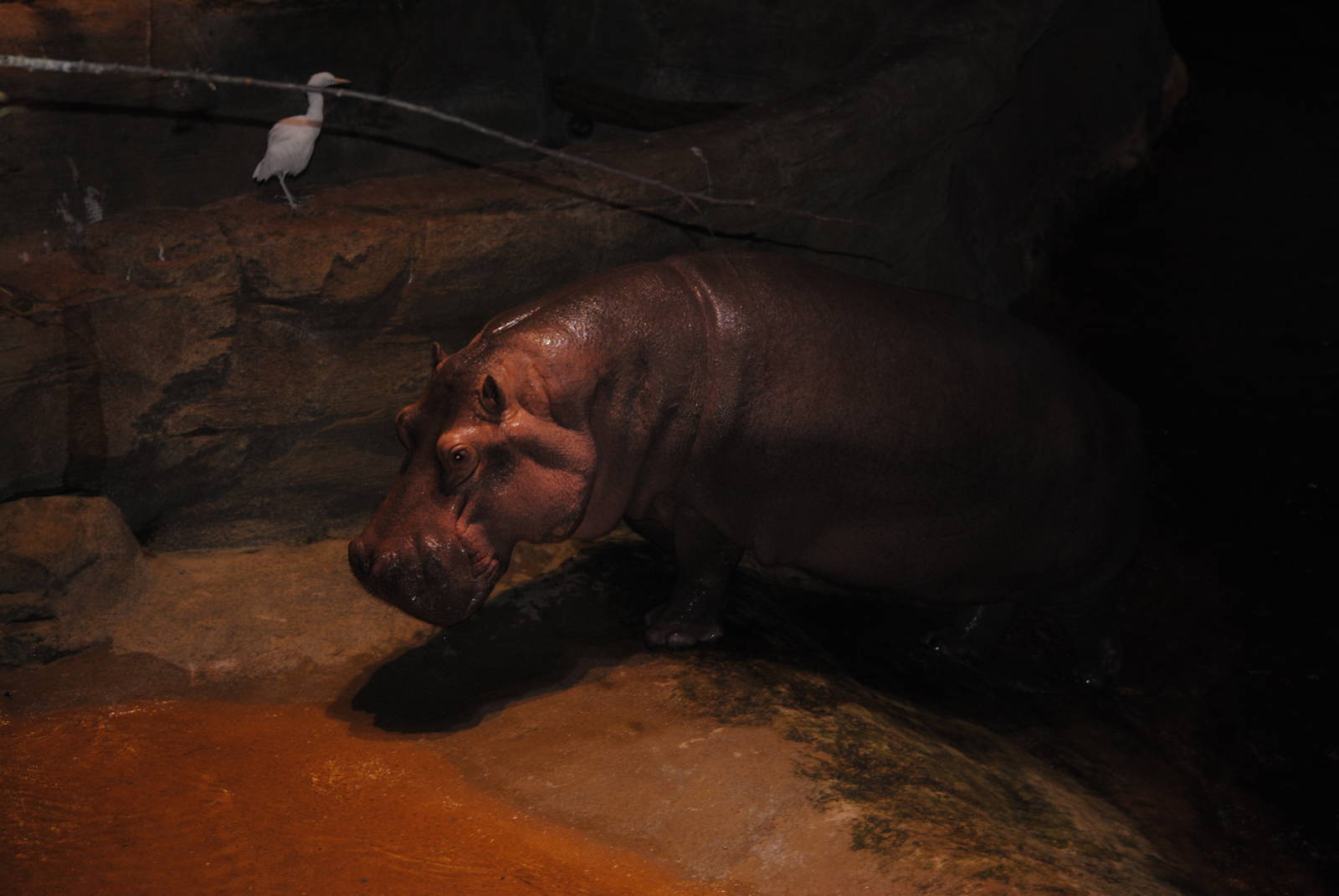 hippopotamus