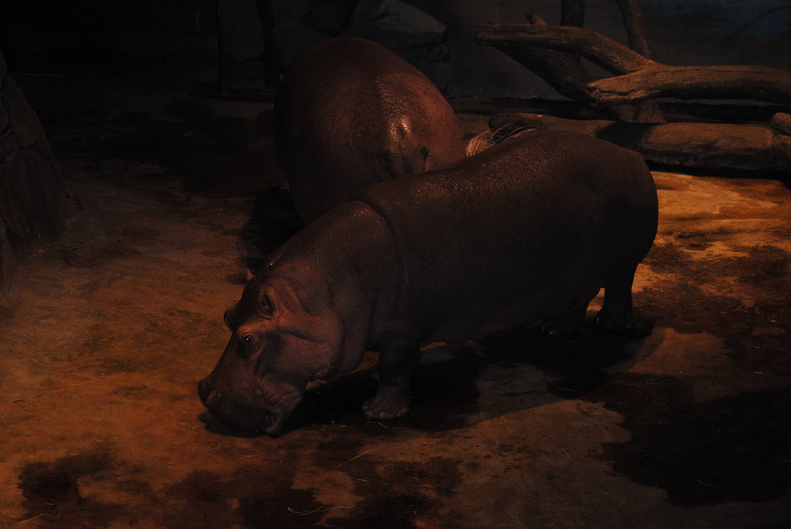 hippopotamus