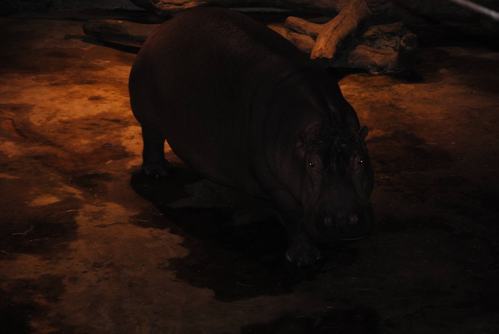 hippopotamus