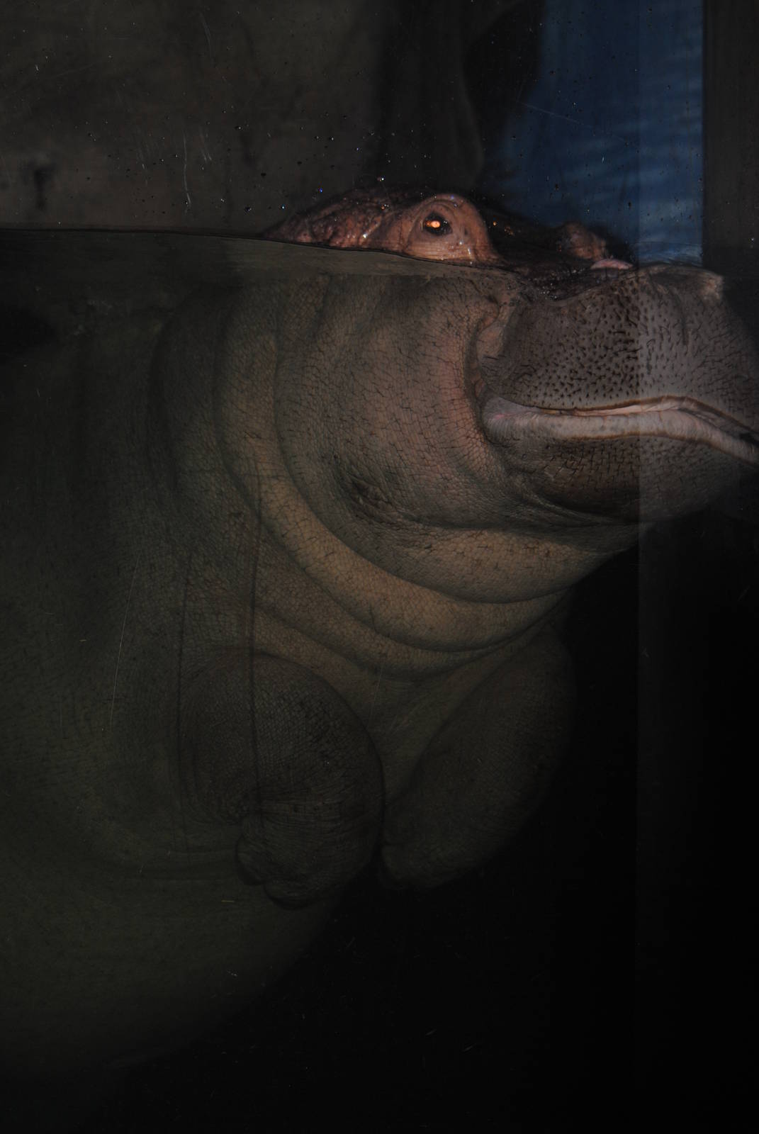 hippopotamus