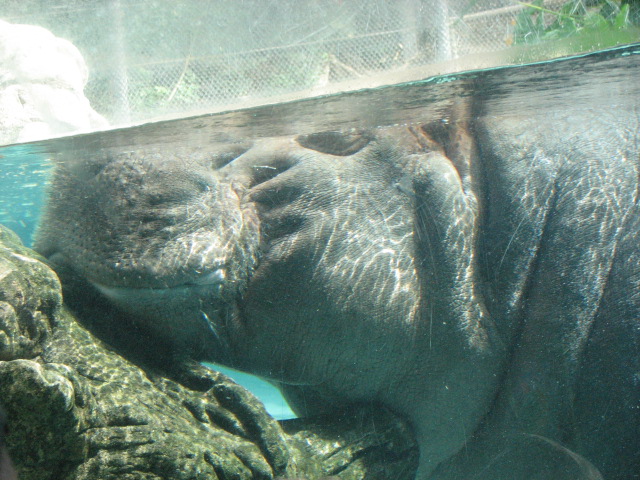 Hippopotamus