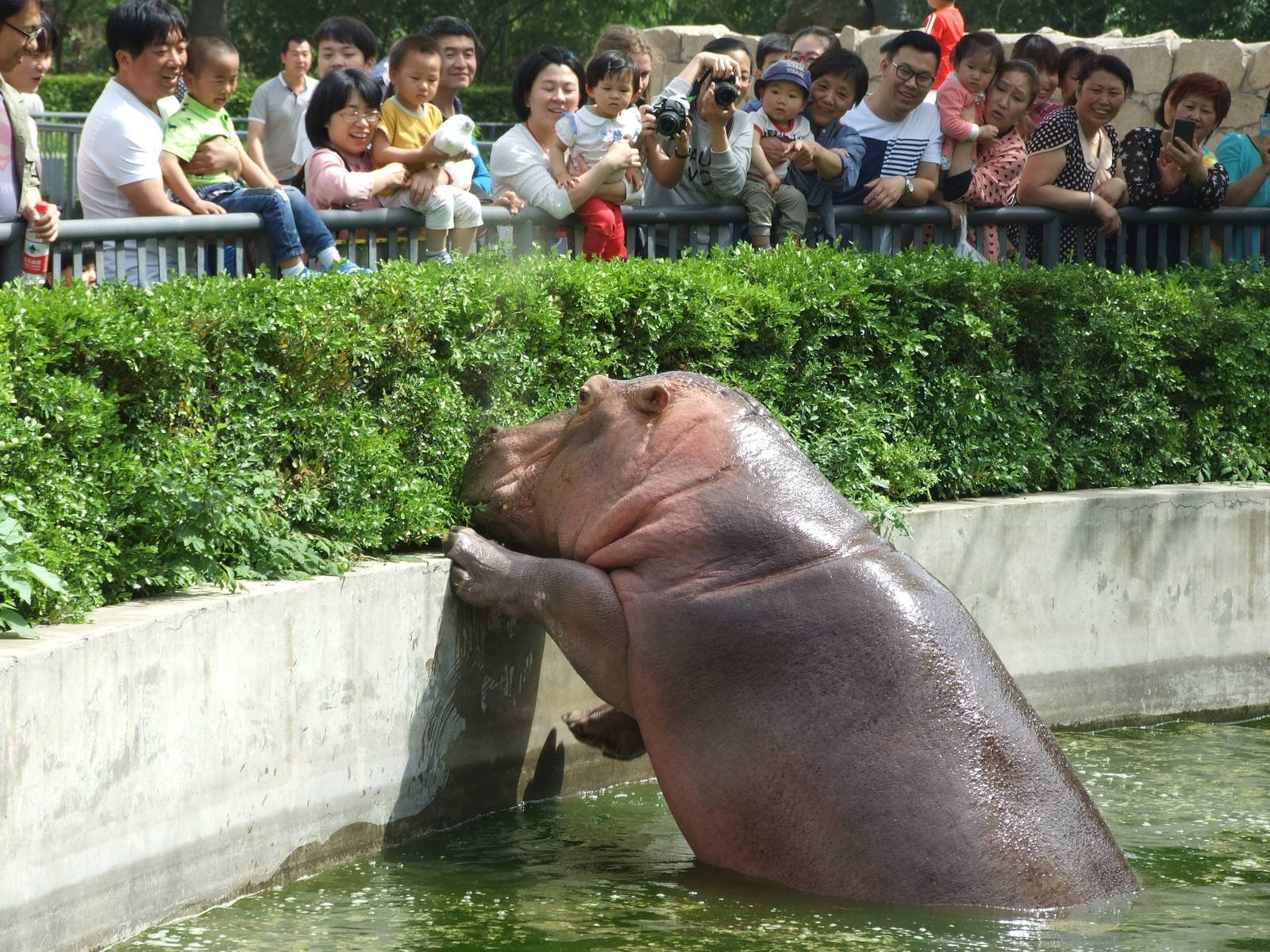 Hippopotamus