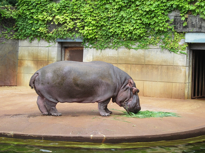 Hippopotamus