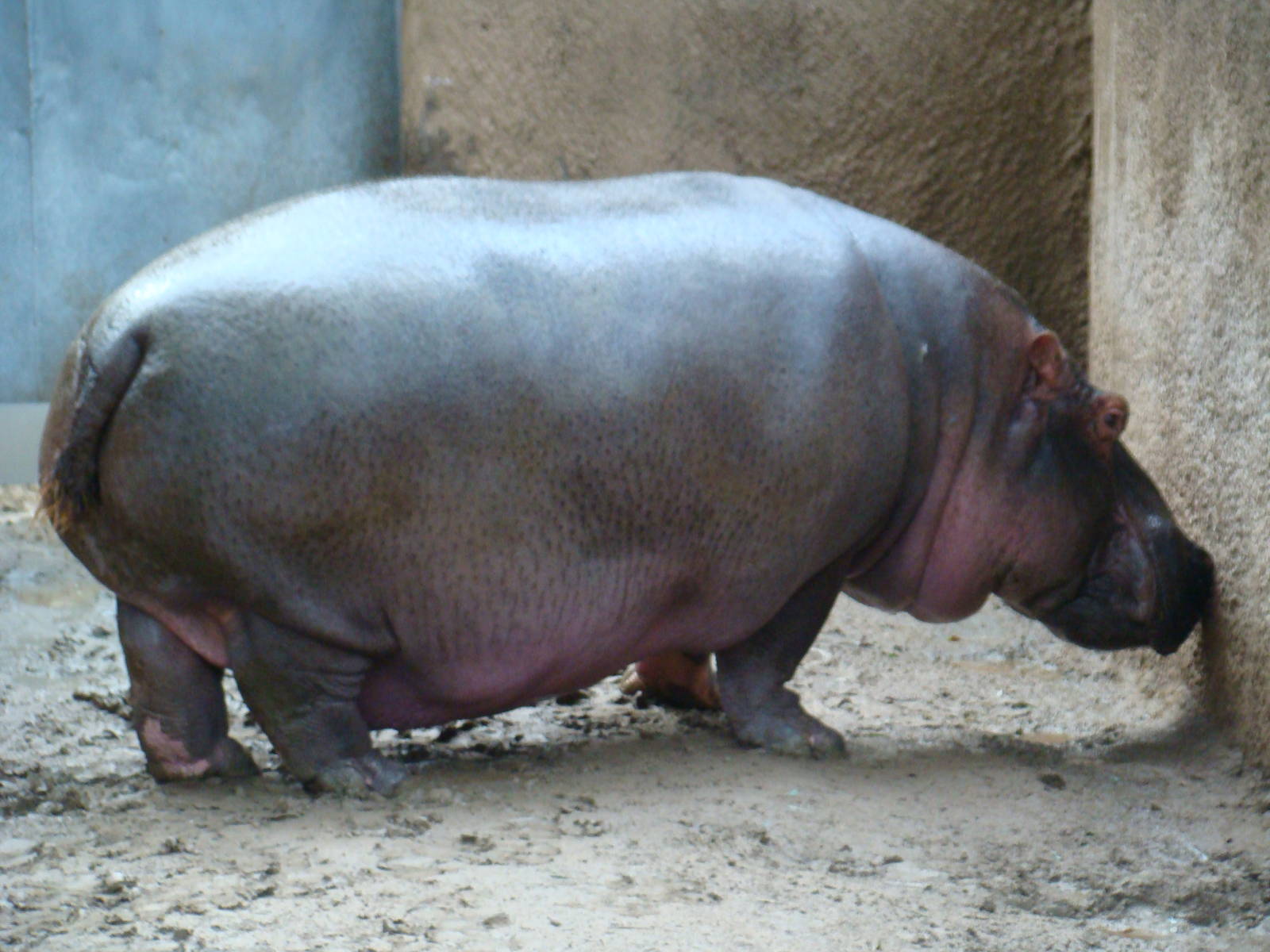 Hippopotamus