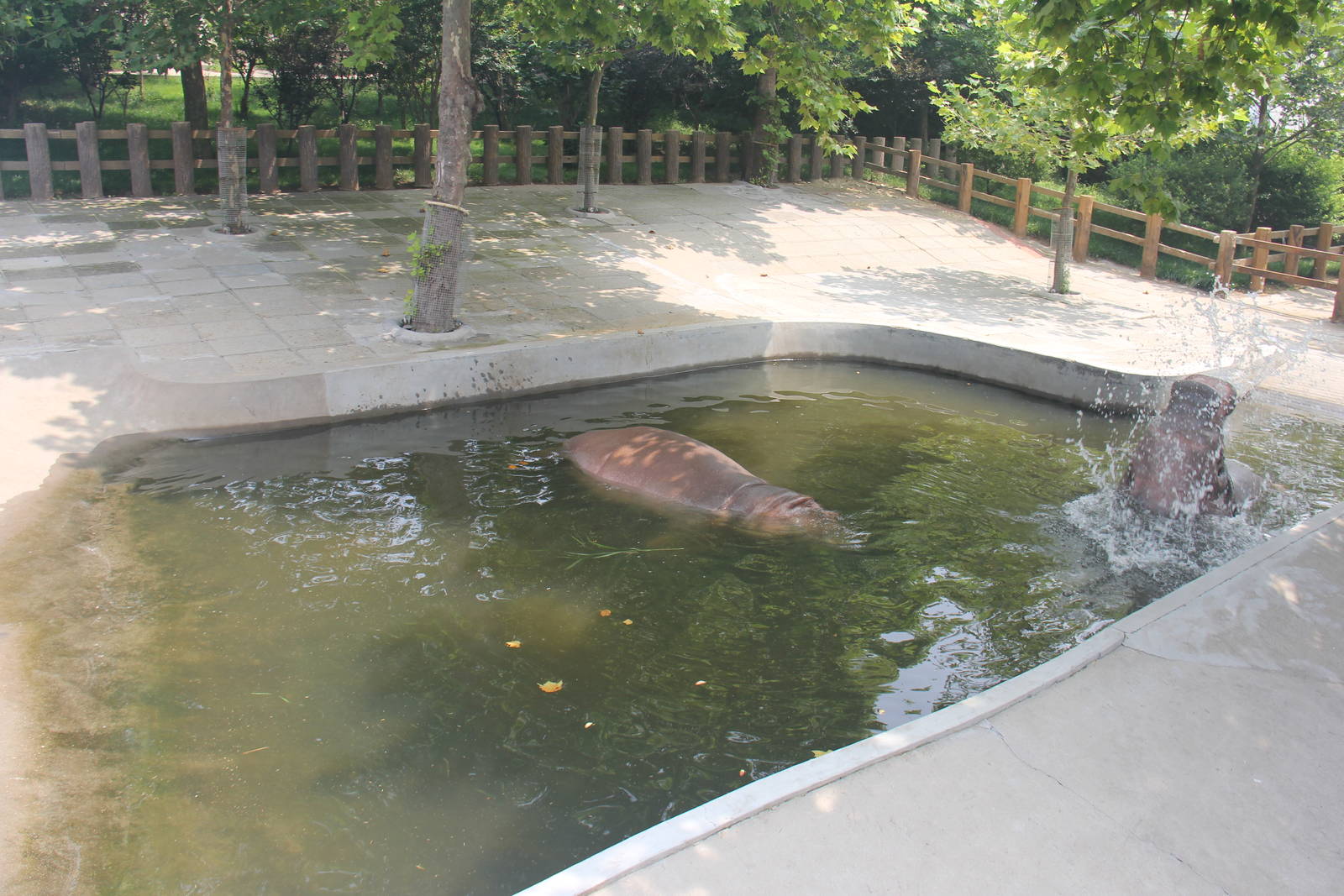 Hippopotamus