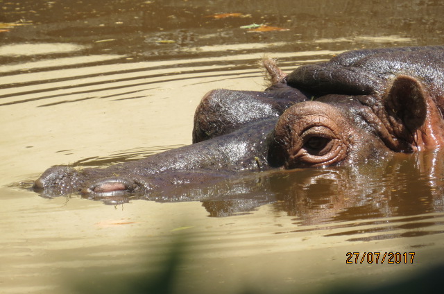 Hippopotamus