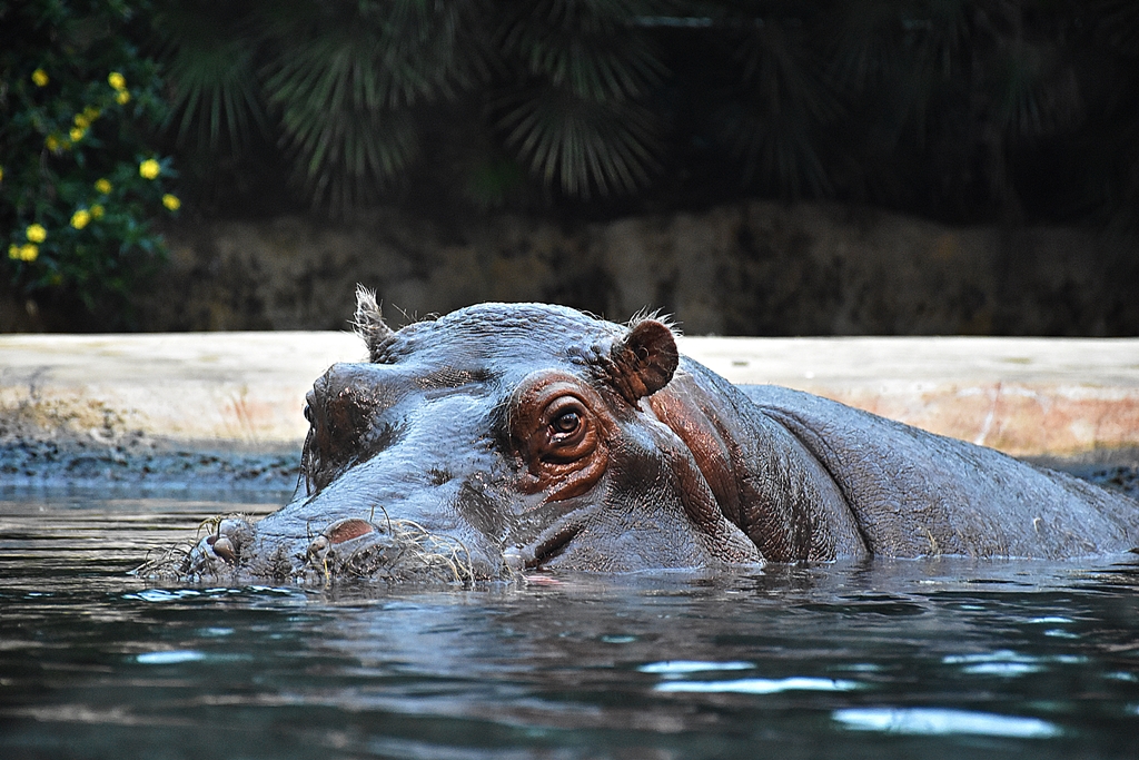 Hippopotamus