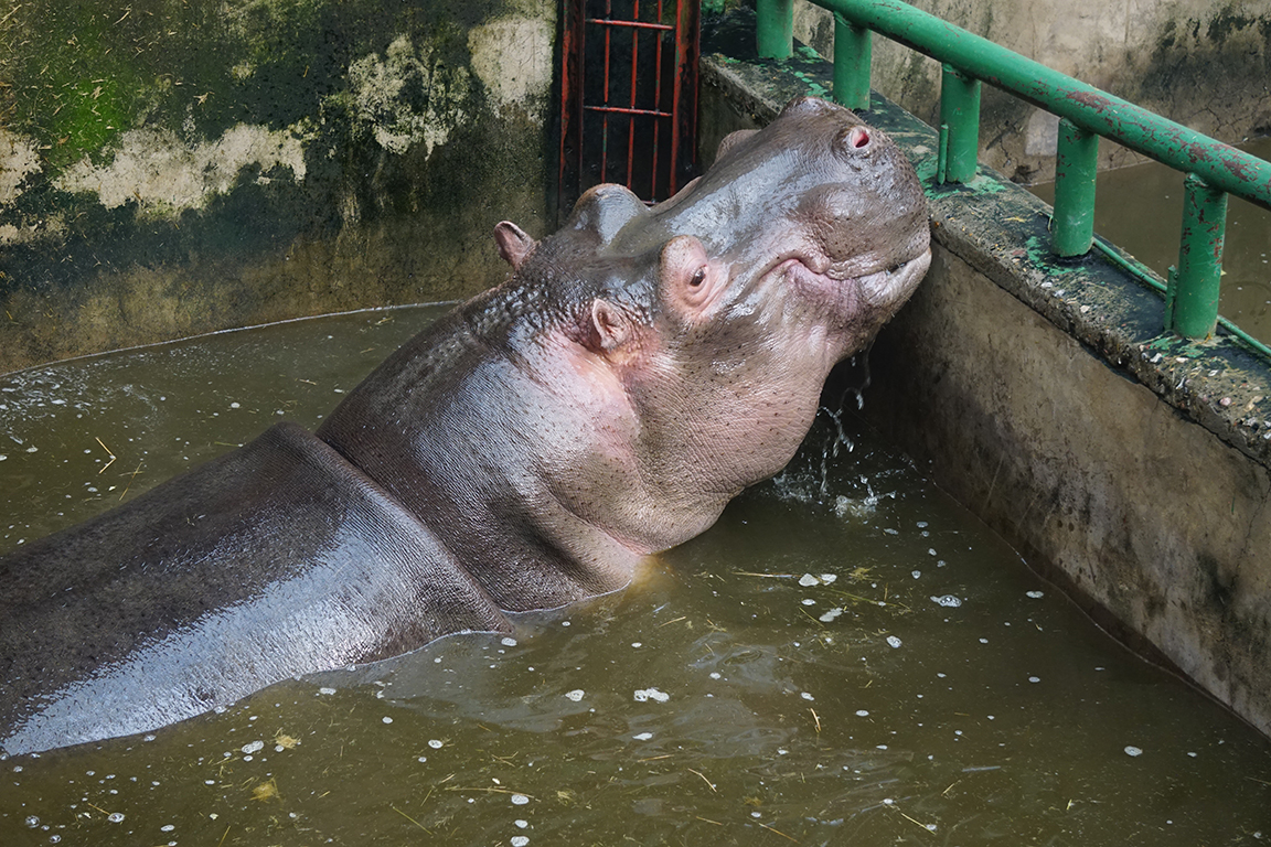 Hippopotamus
