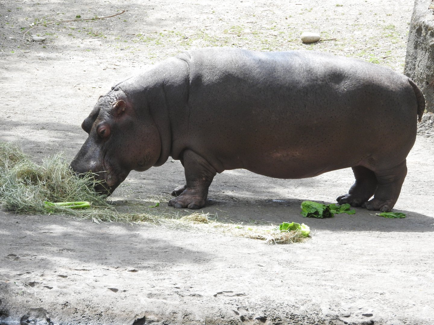 Hippopotamus