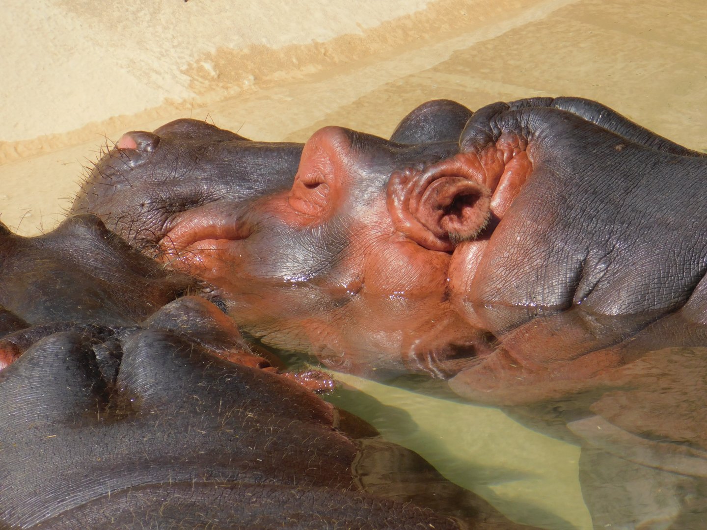 Hippopotamus
