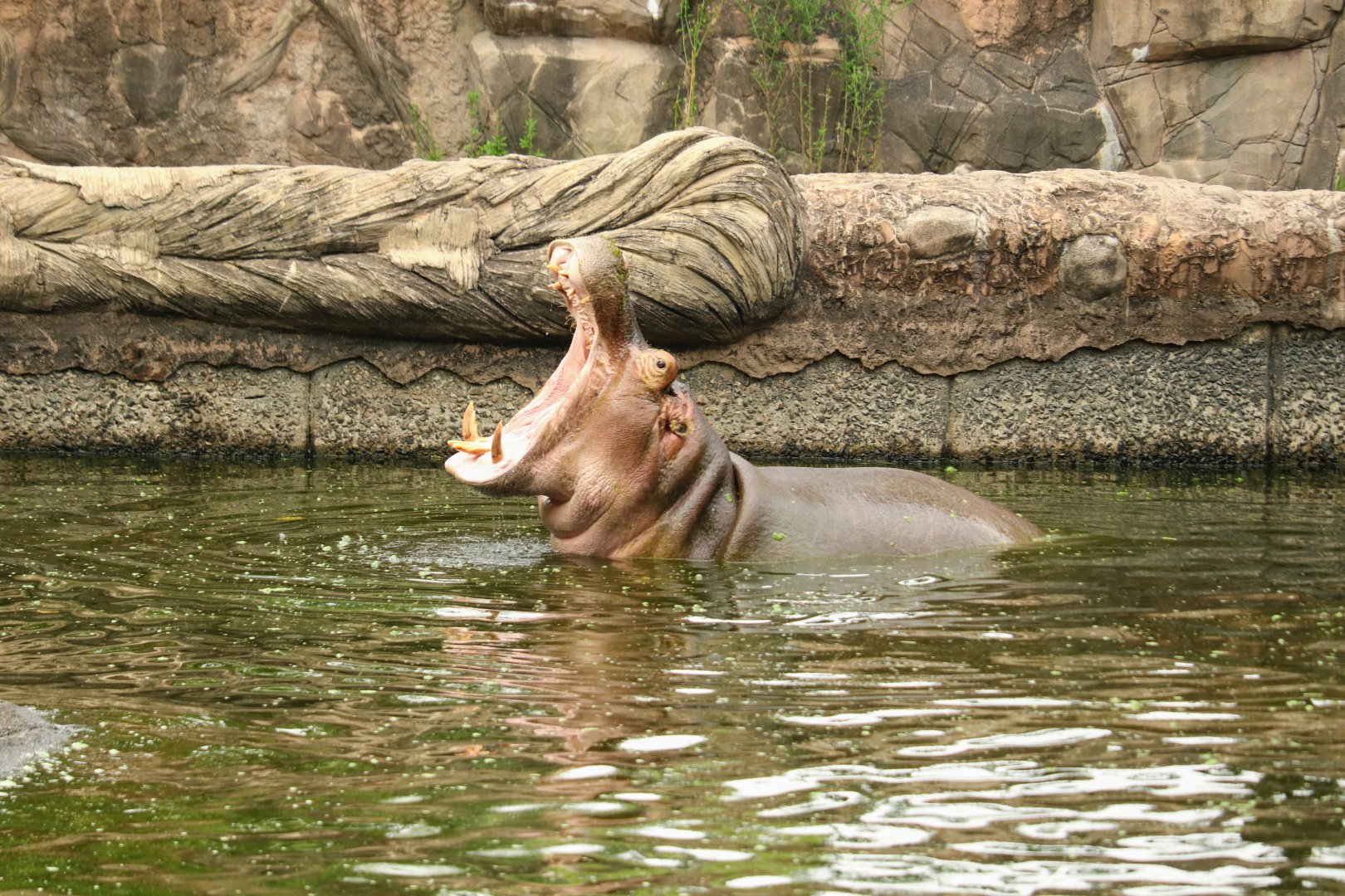 Hippopotamus