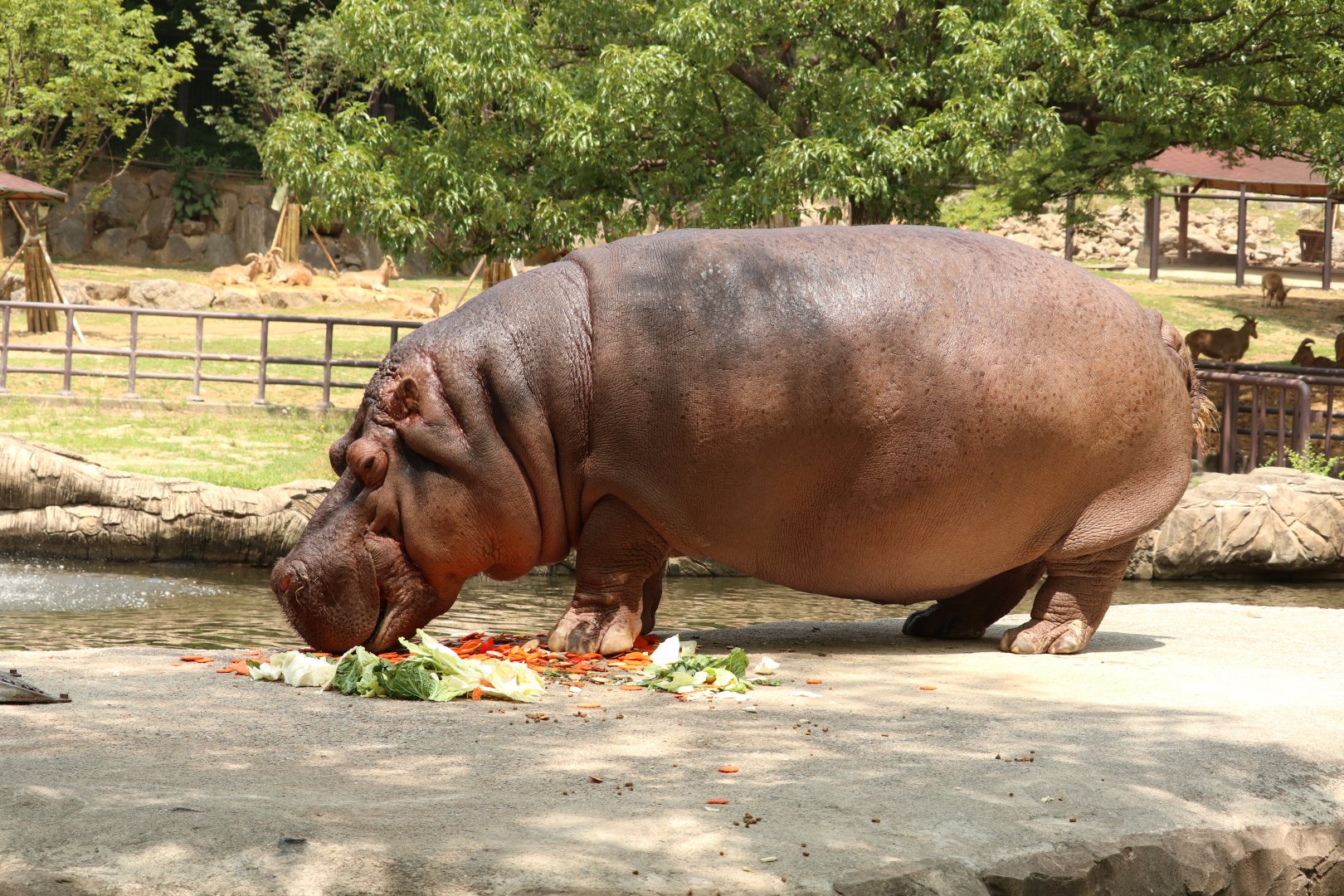 Hippopotamus