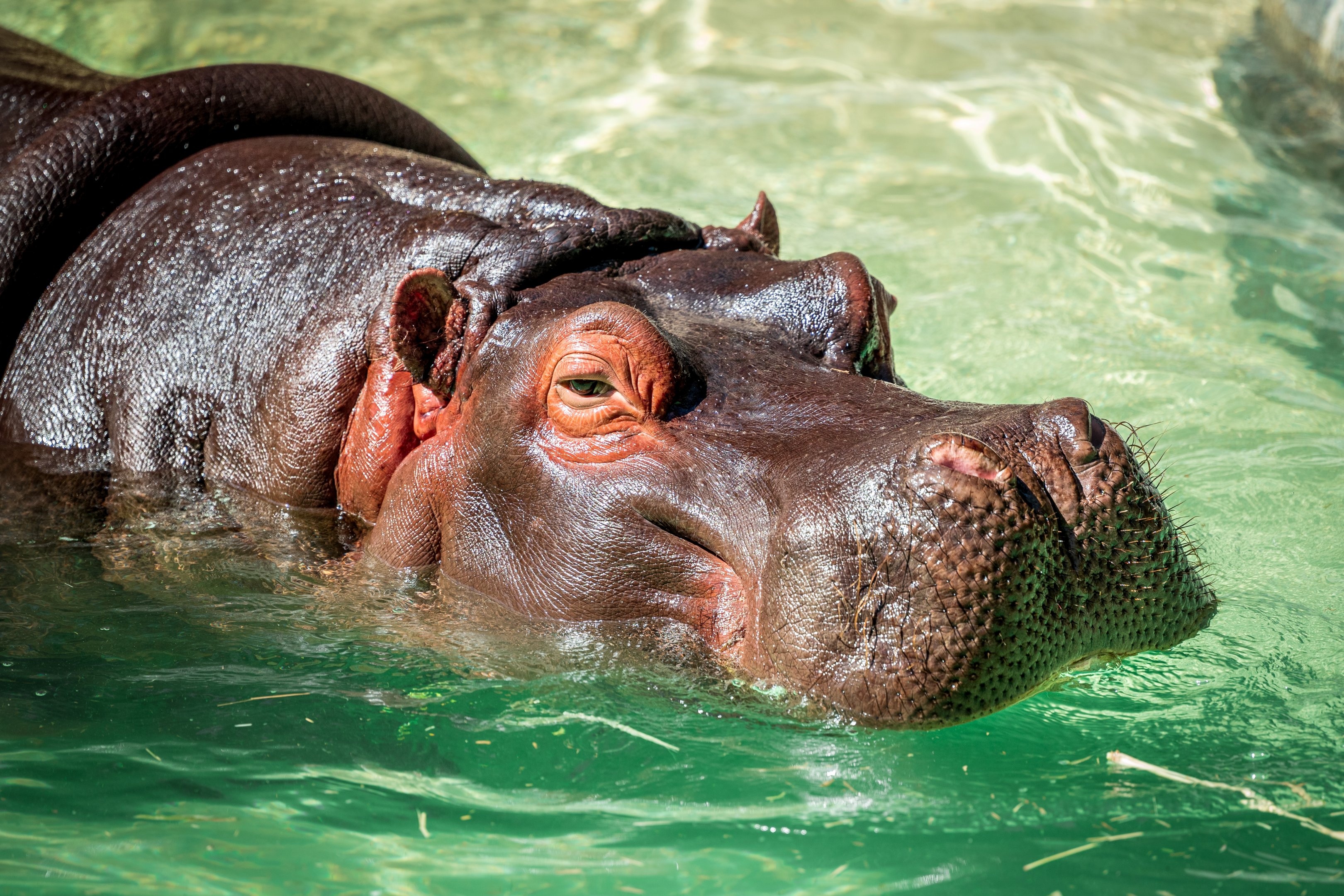Hippopotamus