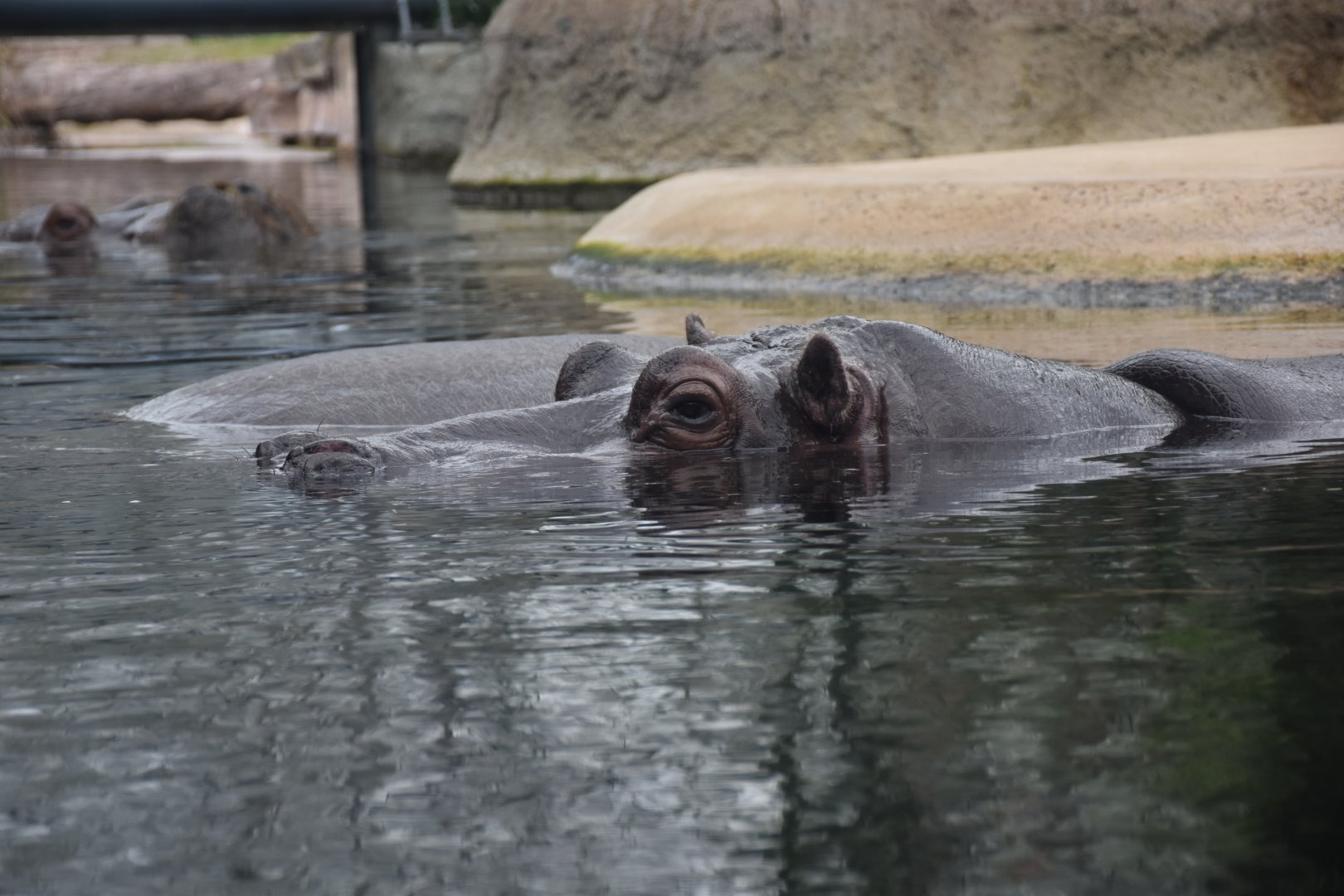 Hippopotamus