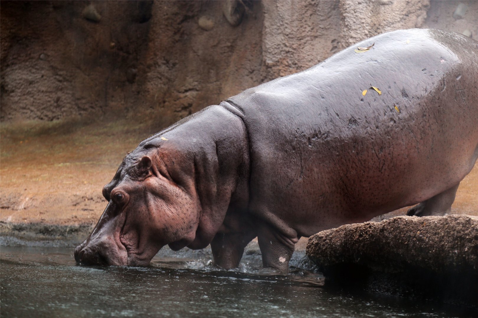 Hippopotamus