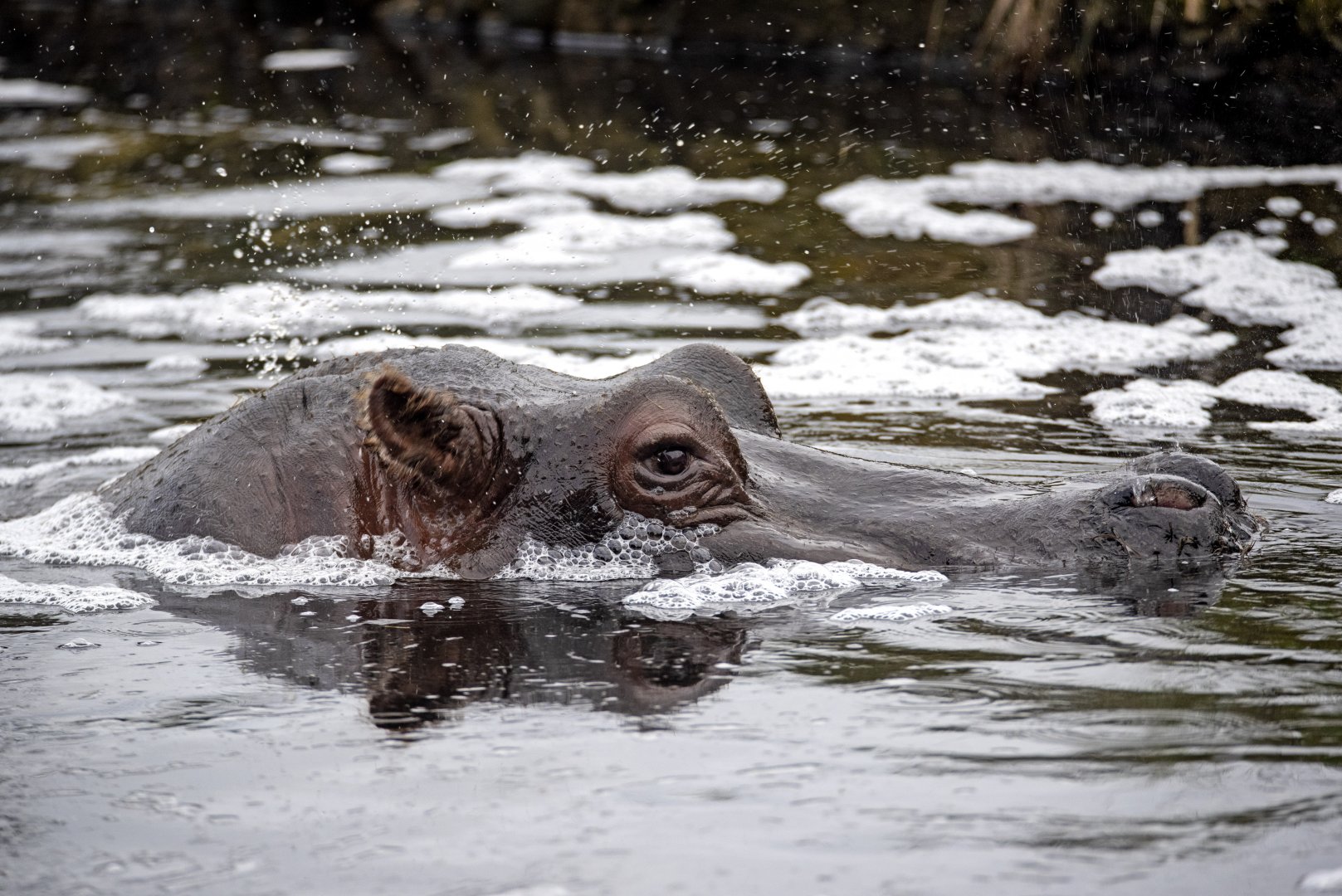 Hippopotamus
