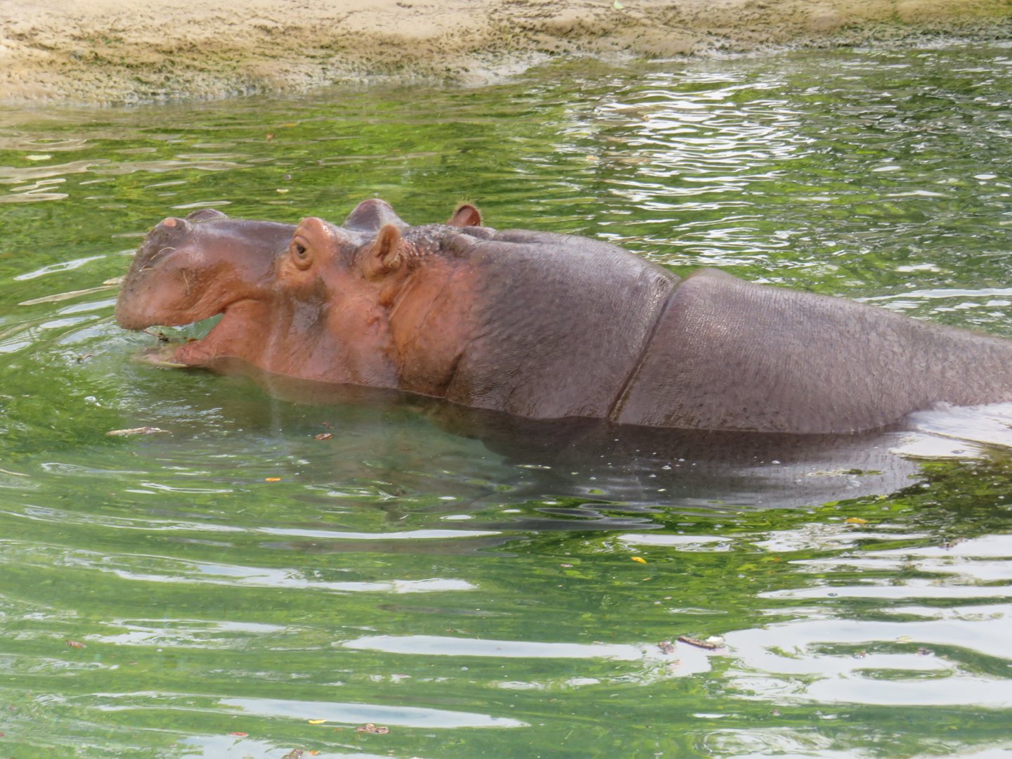 Hippopotamus
