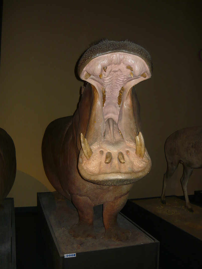 Hippopotamus