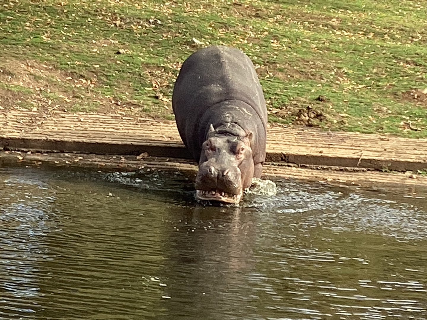 Hippopotamus