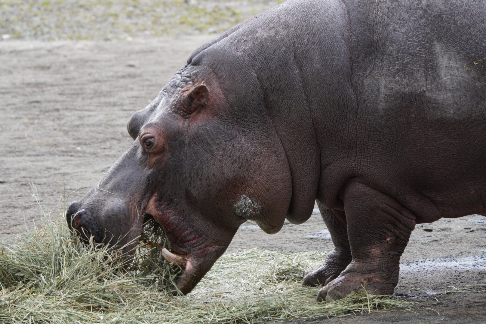 Hippopotamus